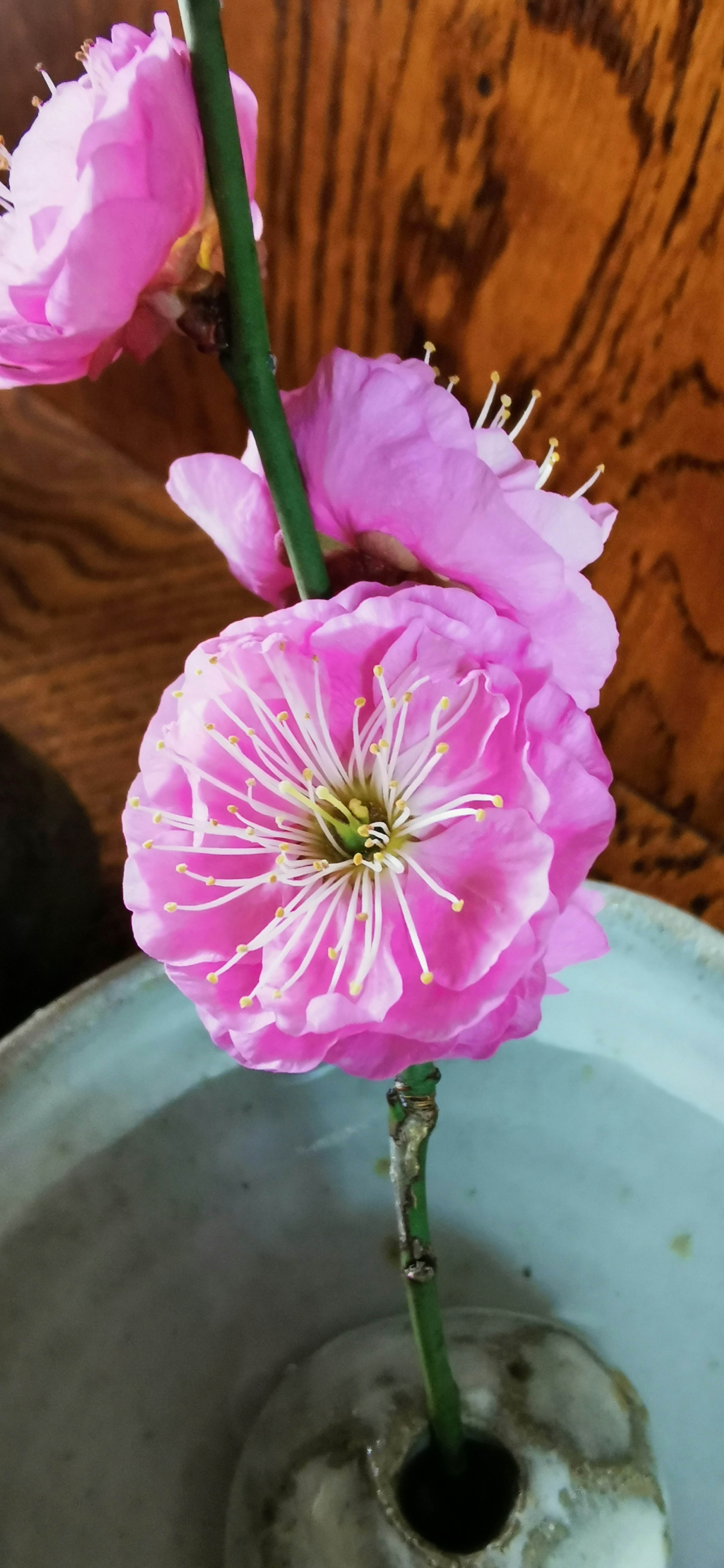 ピンクの花が付いた枝が陶器の花瓶に挿されている