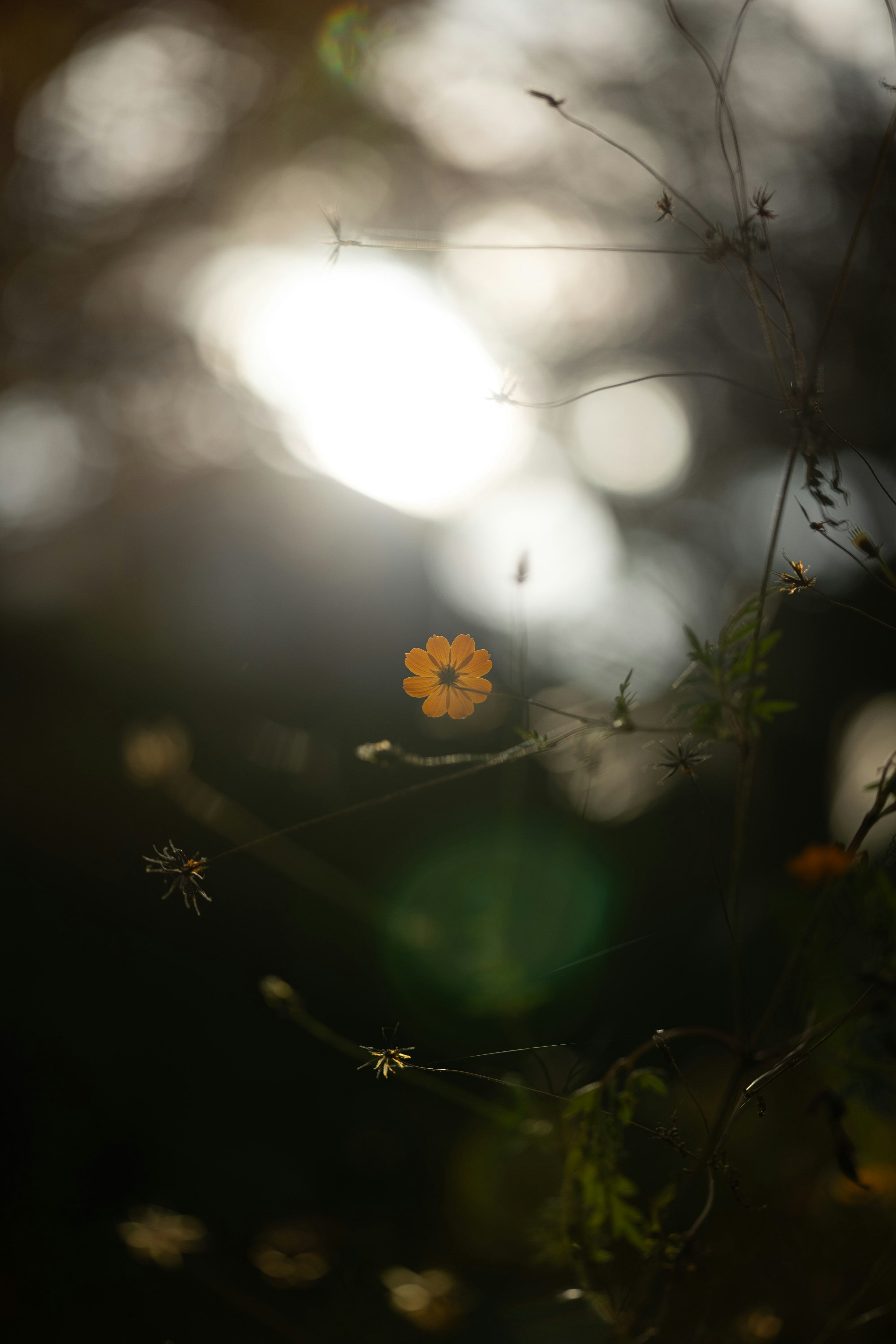 Una flor naranja brillante destaca contra un fondo borroso de luz