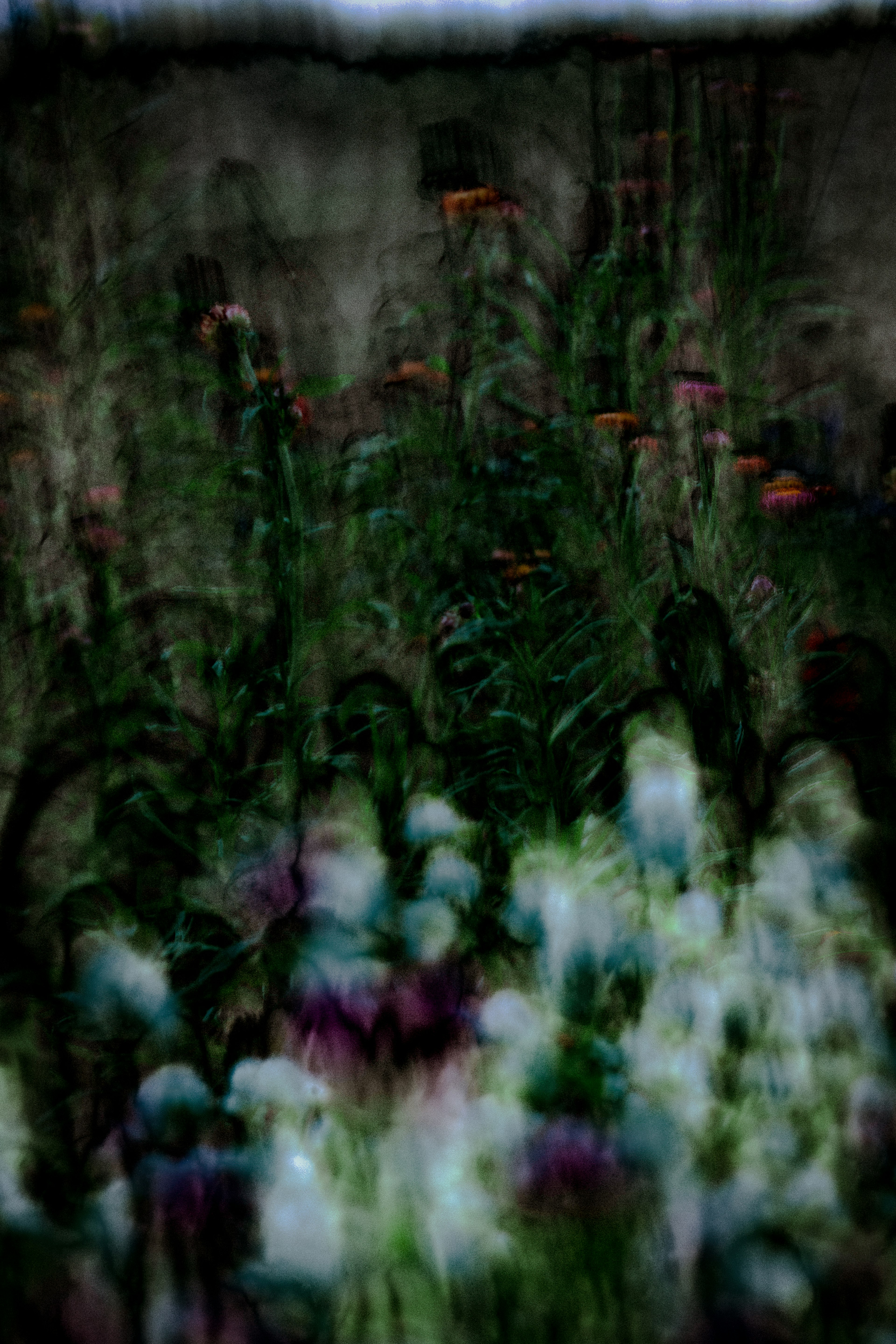 Blurred image of flowers in a garden