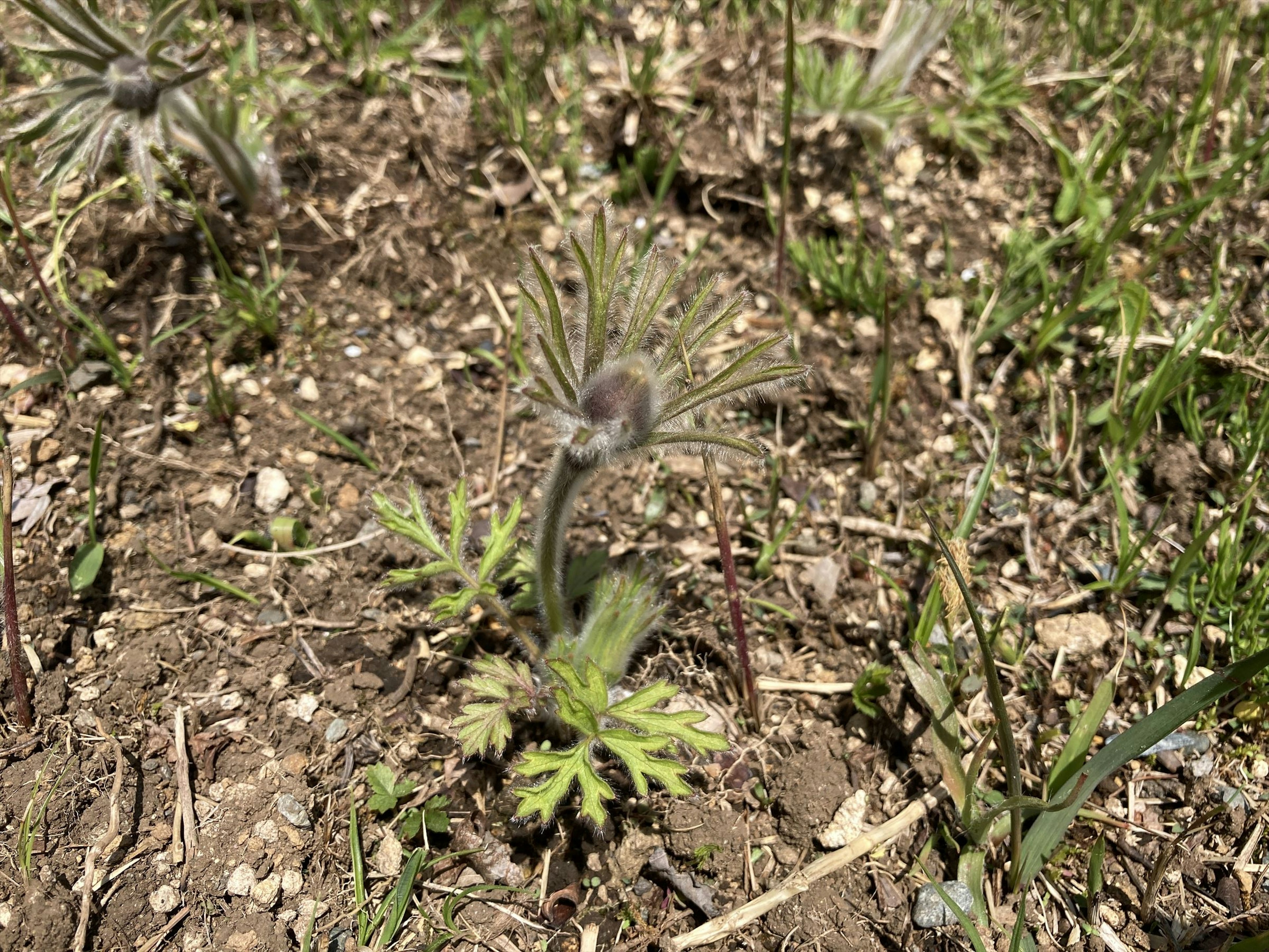 地面に小さな植物が生えている様子 緑色の葉と細長い花びら