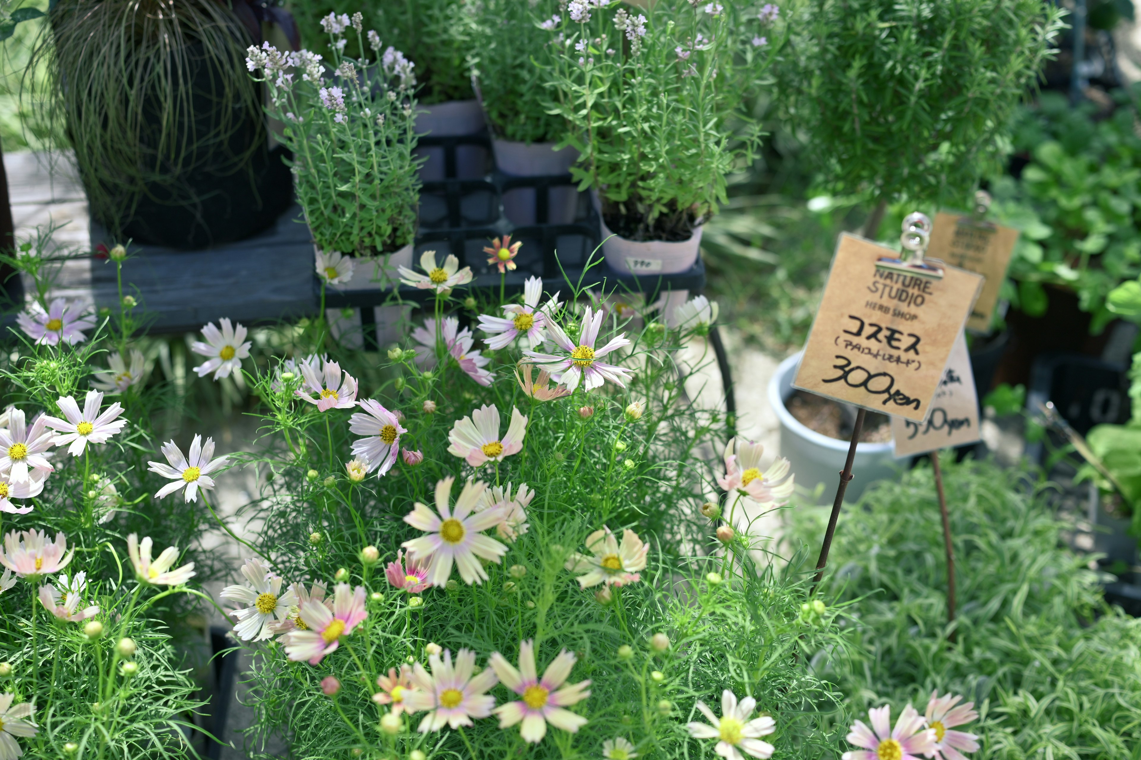 Colorful flowers blooming in a garden setting with potted plants