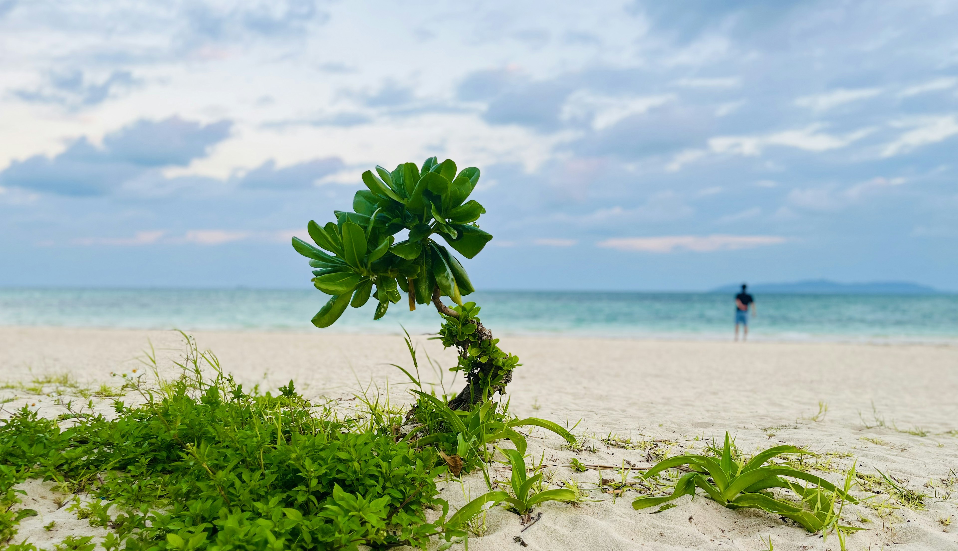 Plante à la forme unique sur la plage avec une silhouette au loin