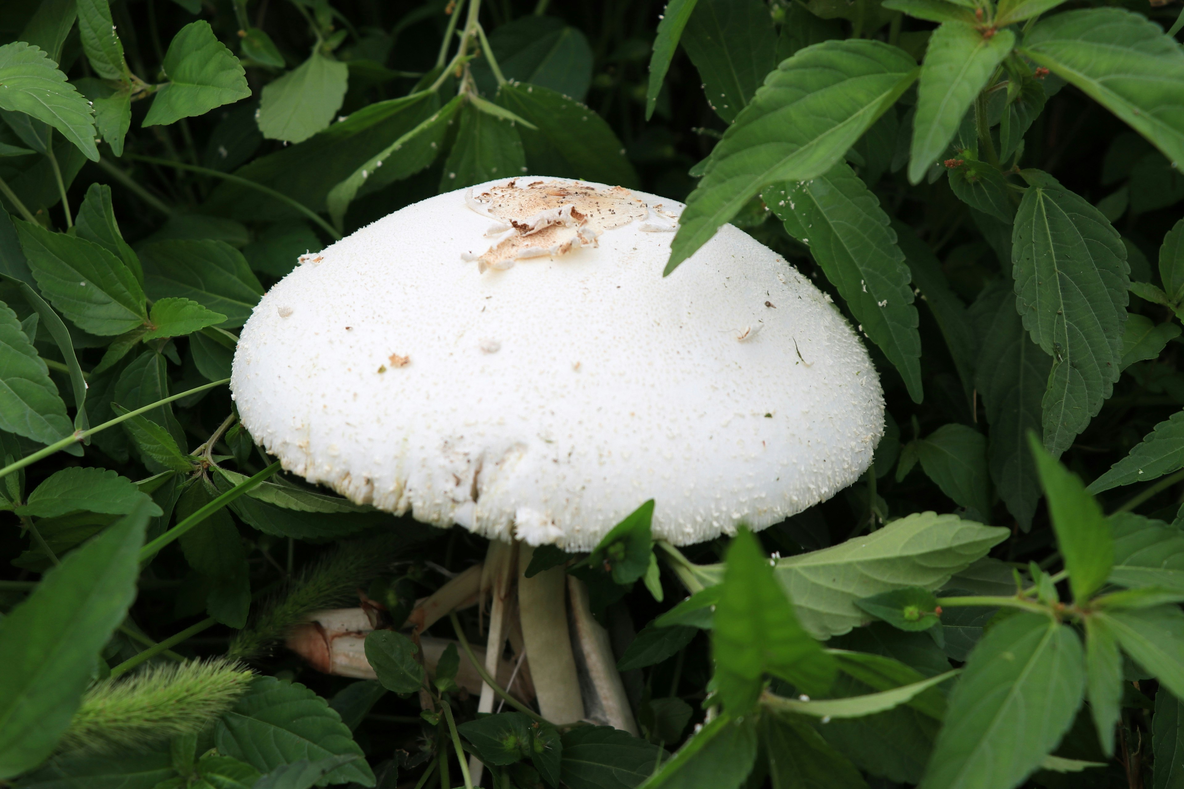 A white mushroom surrounded by green leaves