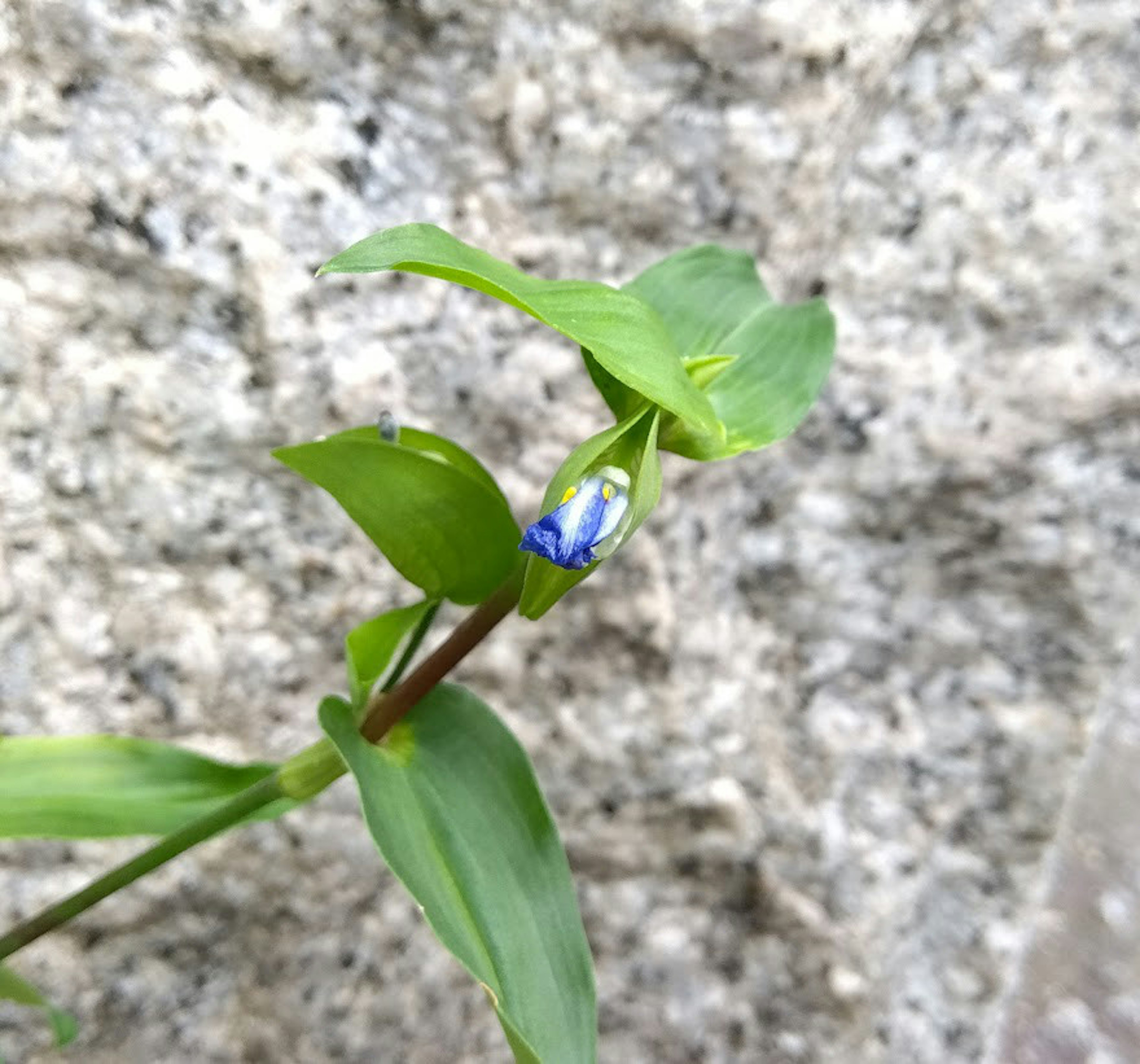 青い花のつぼみと緑の葉を持つ植物のクローズアップ