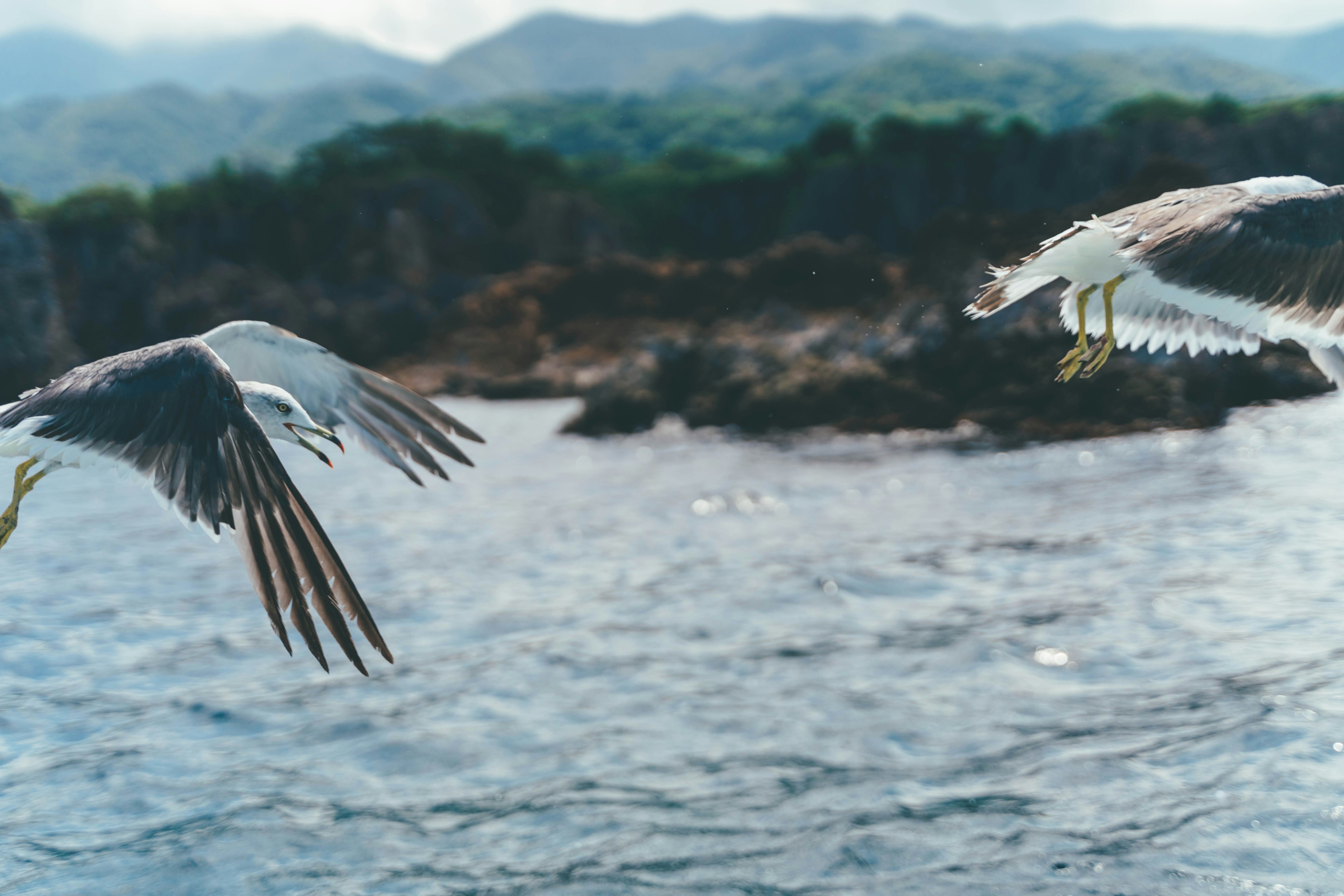 Dua burung terbang di atas lautan dengan pegunungan di latar belakang