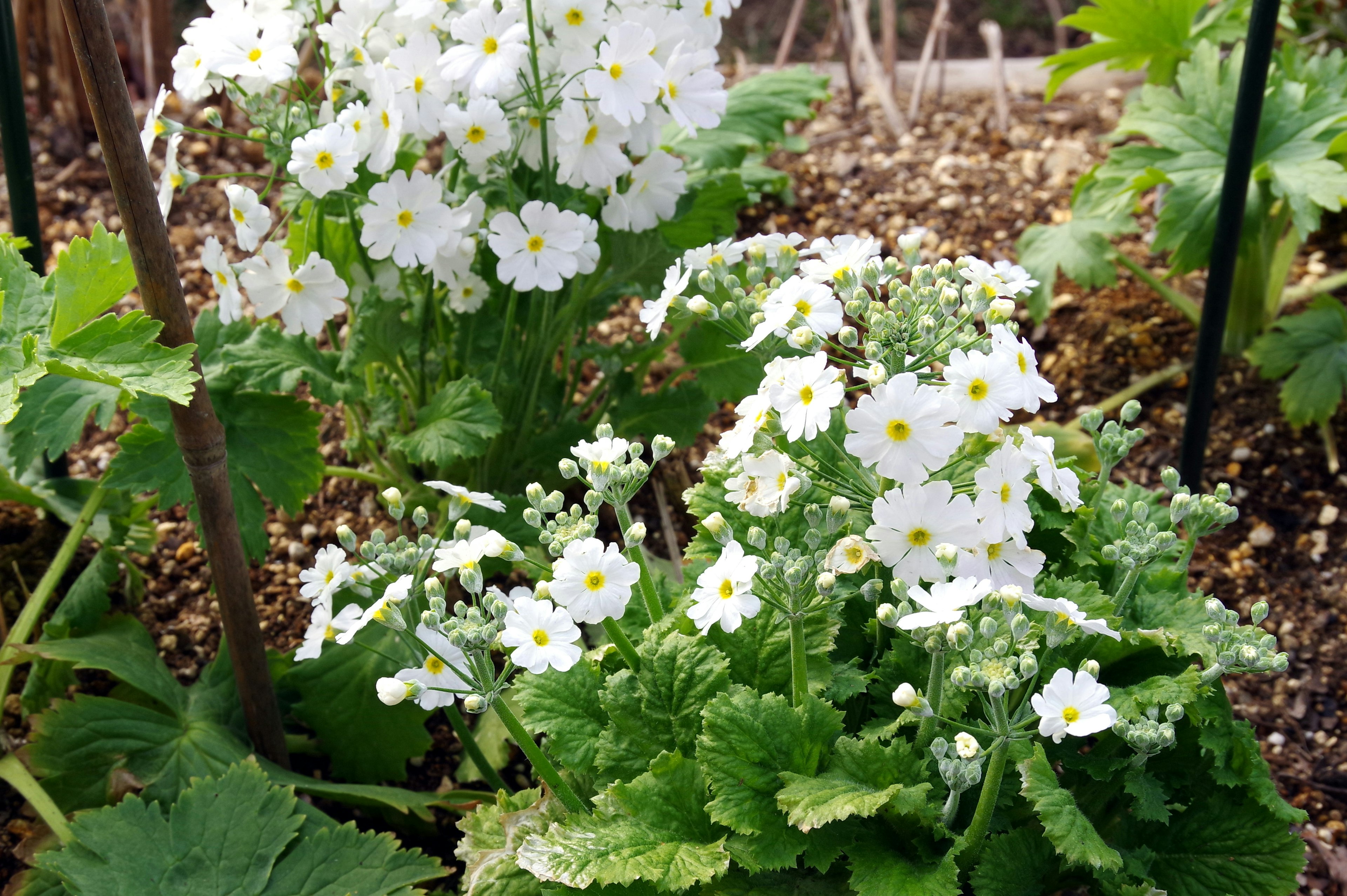 Grupo de plantas con flores blancas rodeadas de hojas verdes