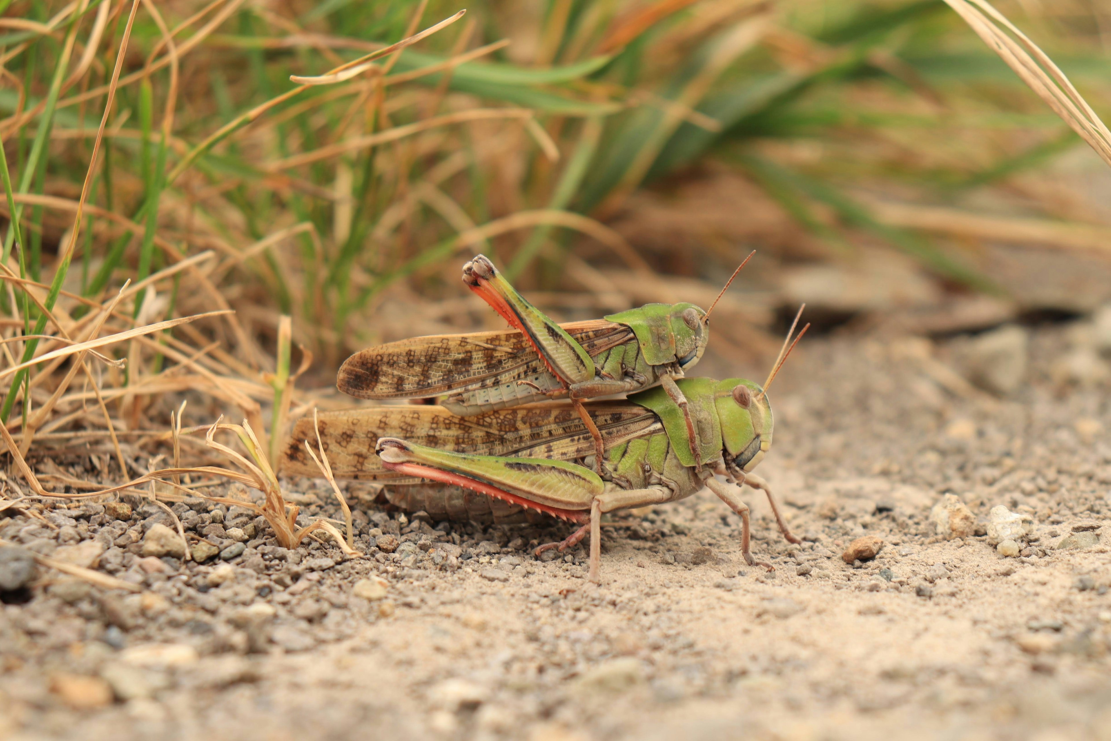 Two green grasshoppers mating on the ground