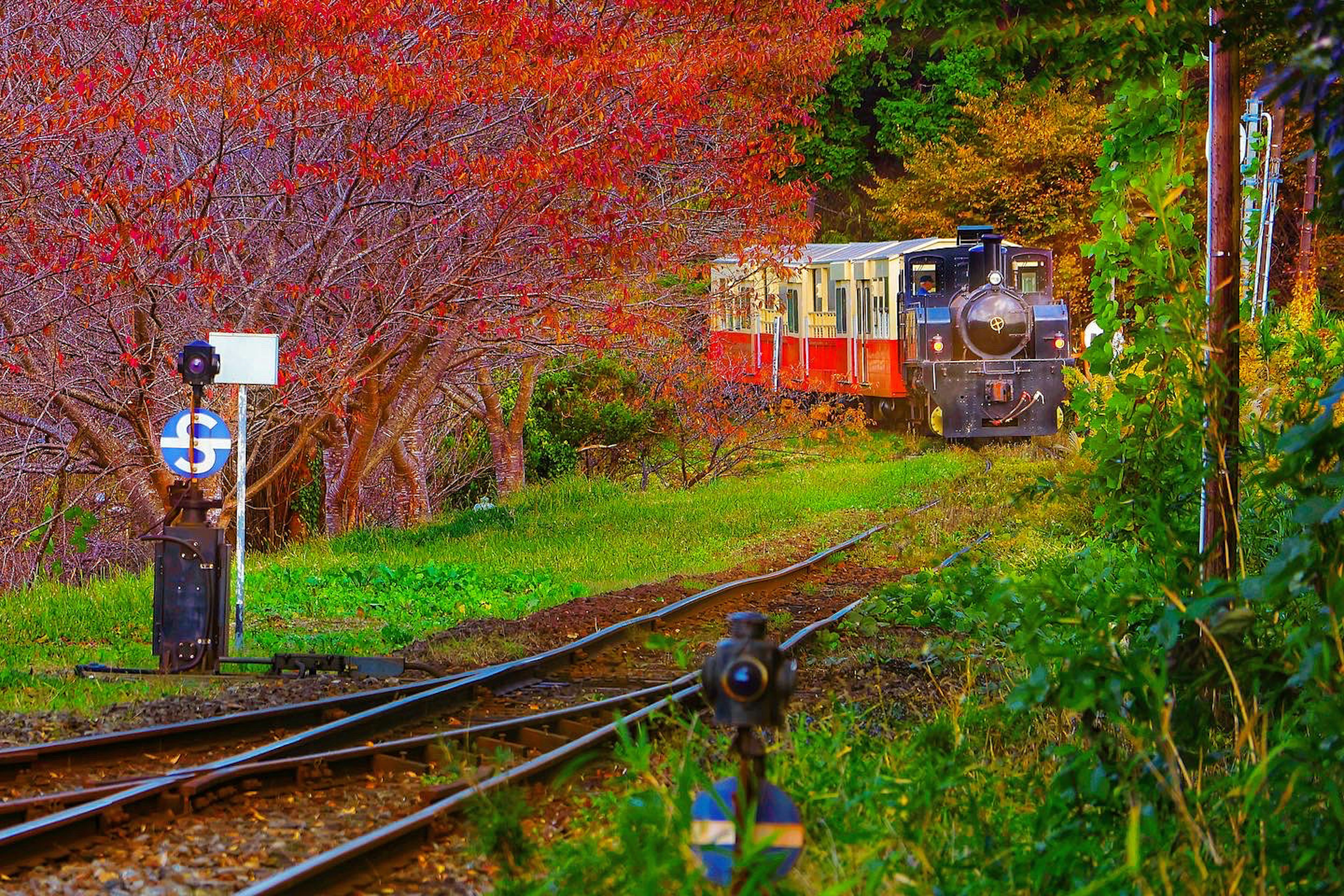 Ferrocarril escénico con un tren rodeado de vibrante follaje otoñal