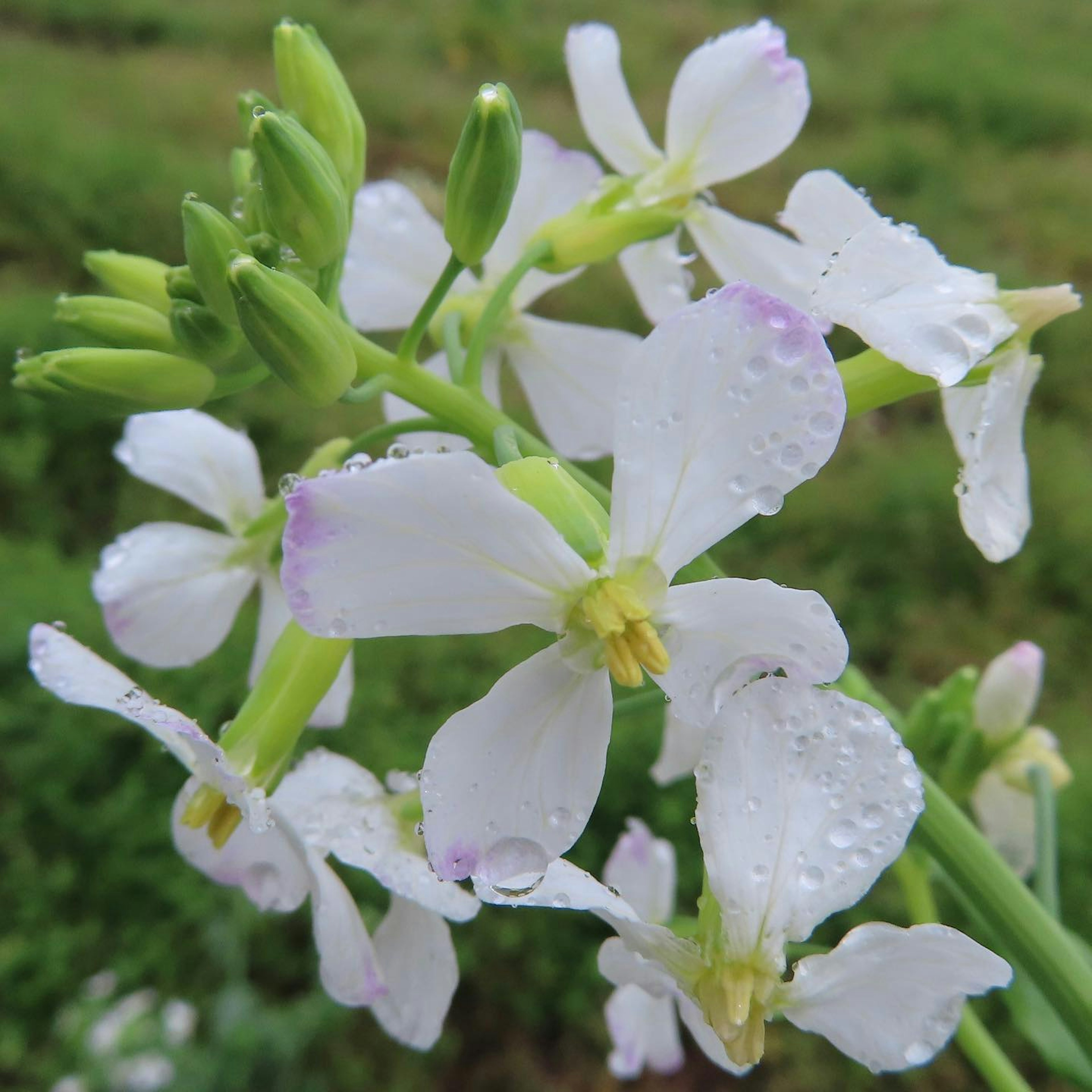 Close-up of white flowers with droplets and green buds