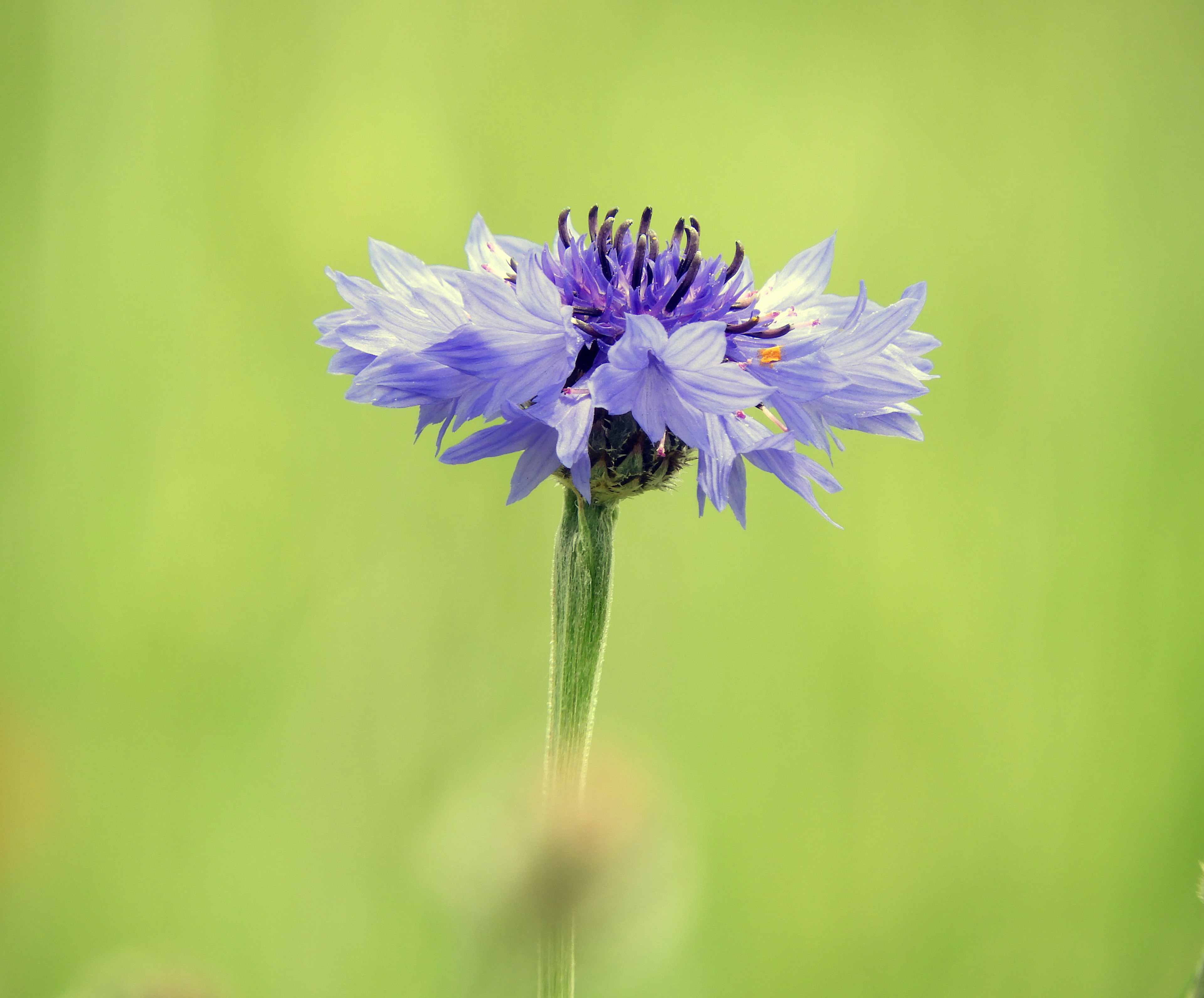 Lebendige lila Blume hebt sich vor grünem Hintergrund ab