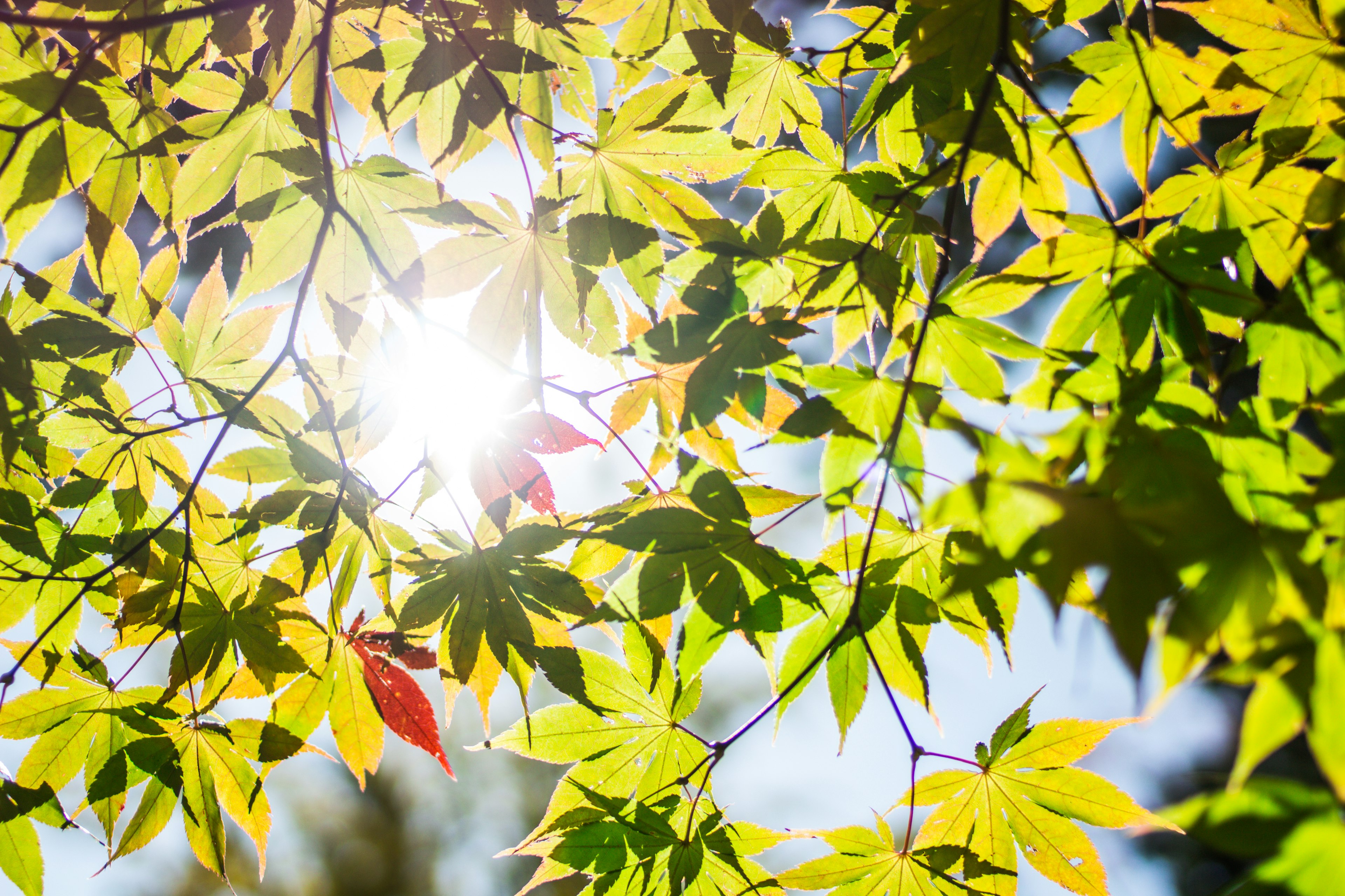 Sonnenlicht, das durch lebendige grüne und gelbe Blätter filtert