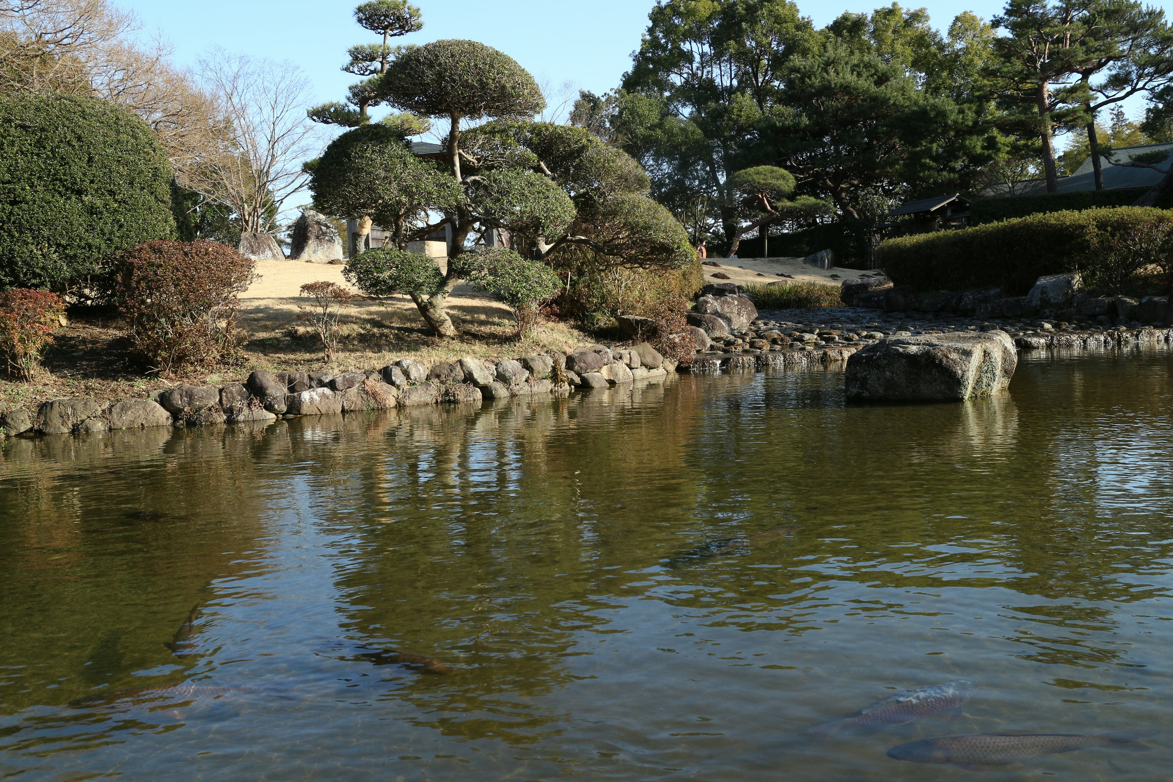 Escena de parque tranquila con vegetación exuberante reflejada en agua tranquila