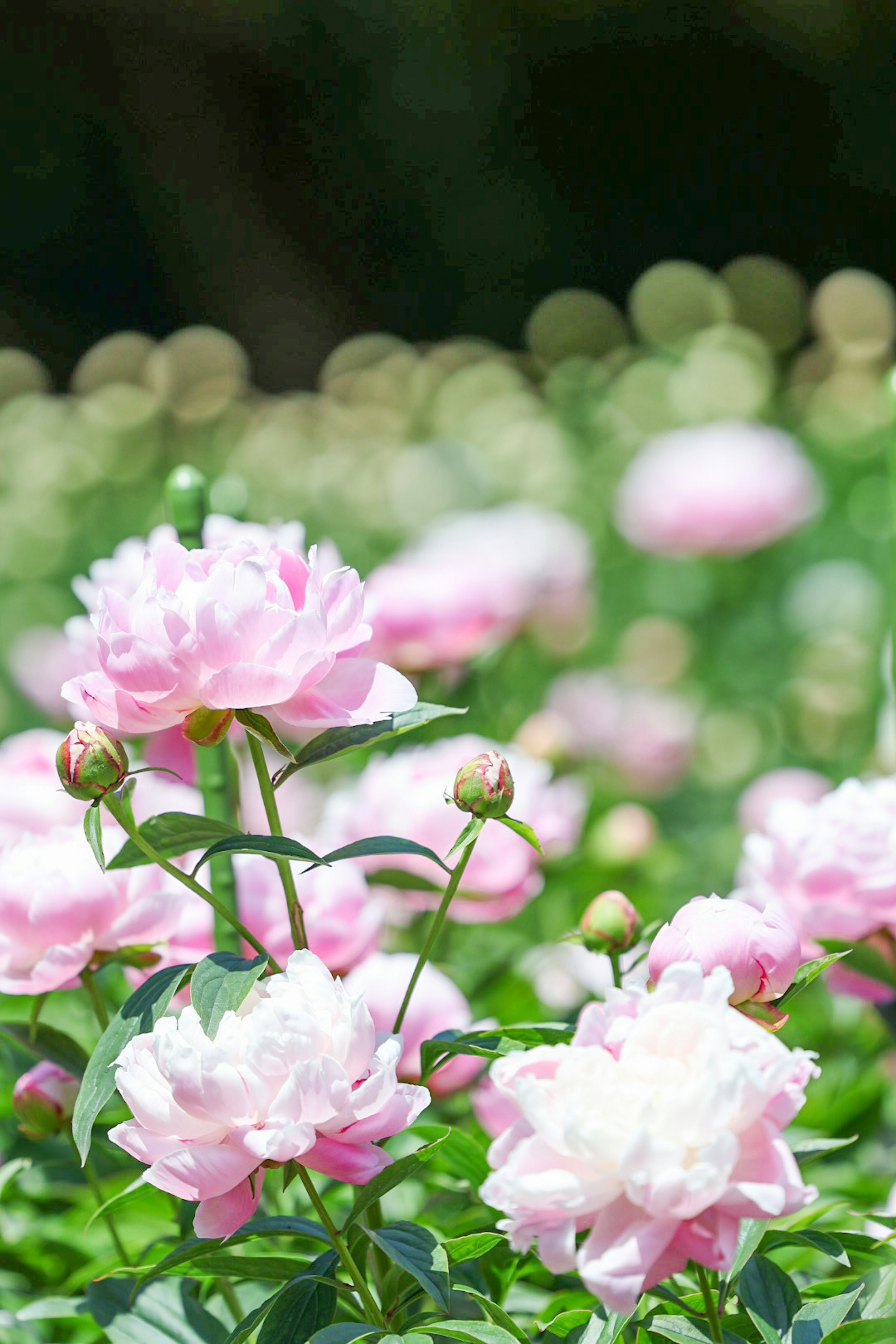 Una escena de jardín con flores de peonía rosa claro