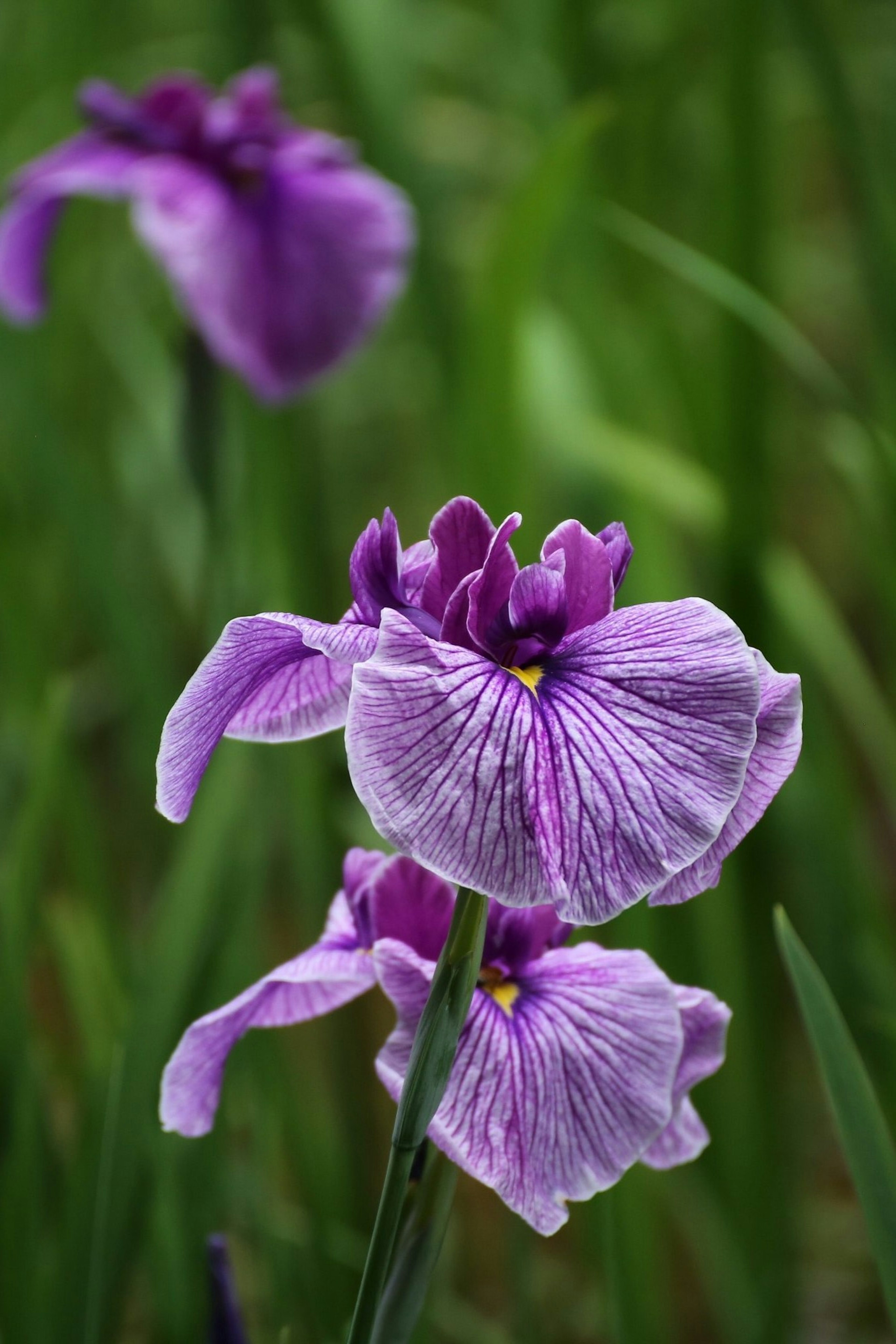 Bellissimi fiori di iris viola su uno sfondo verde