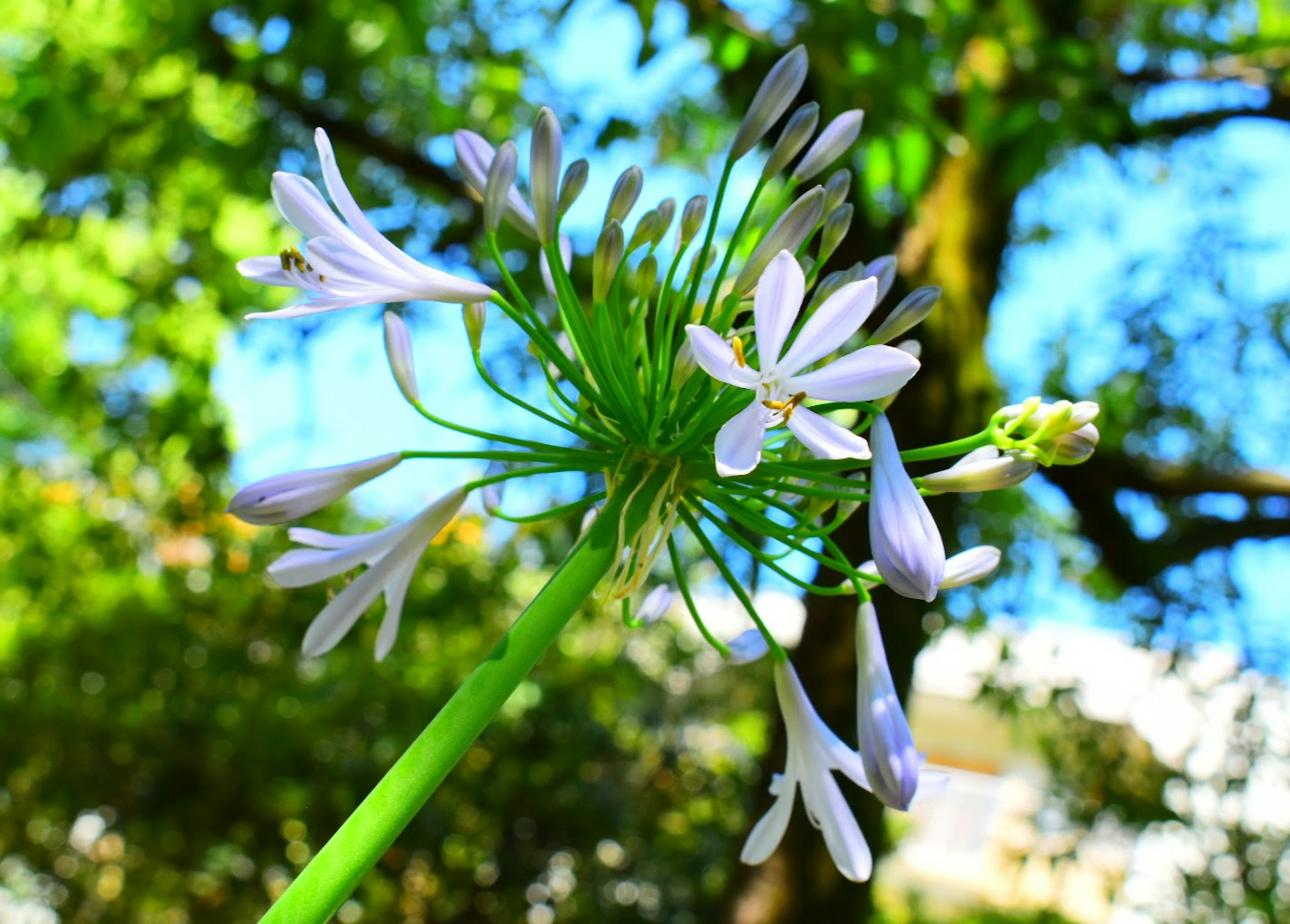 ภาพใกล้ชิดของดอกไม้สีม่วงอ่อนบนพื้นหลังสีเขียว