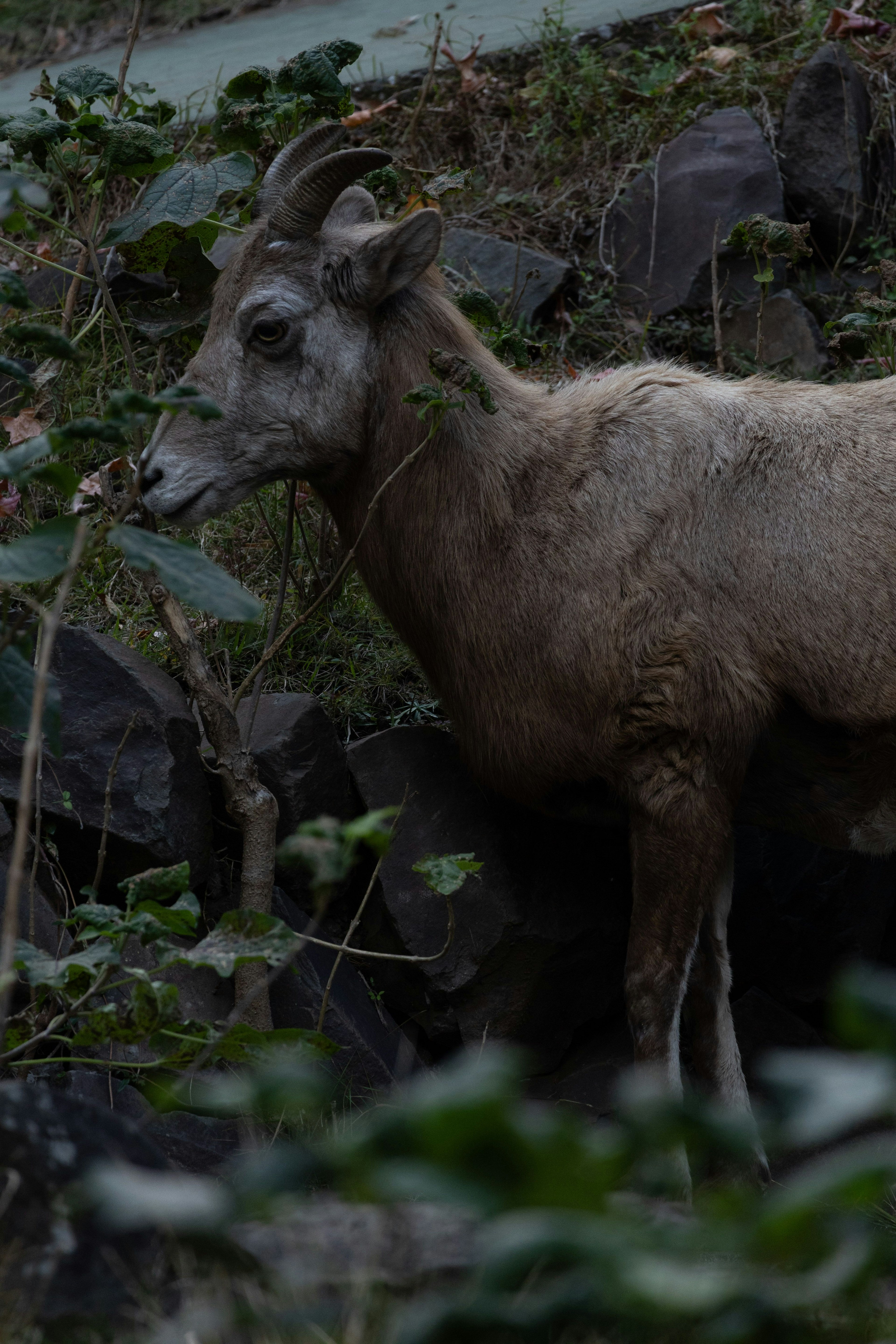 Side view of a goat in a dark environment among rocks
