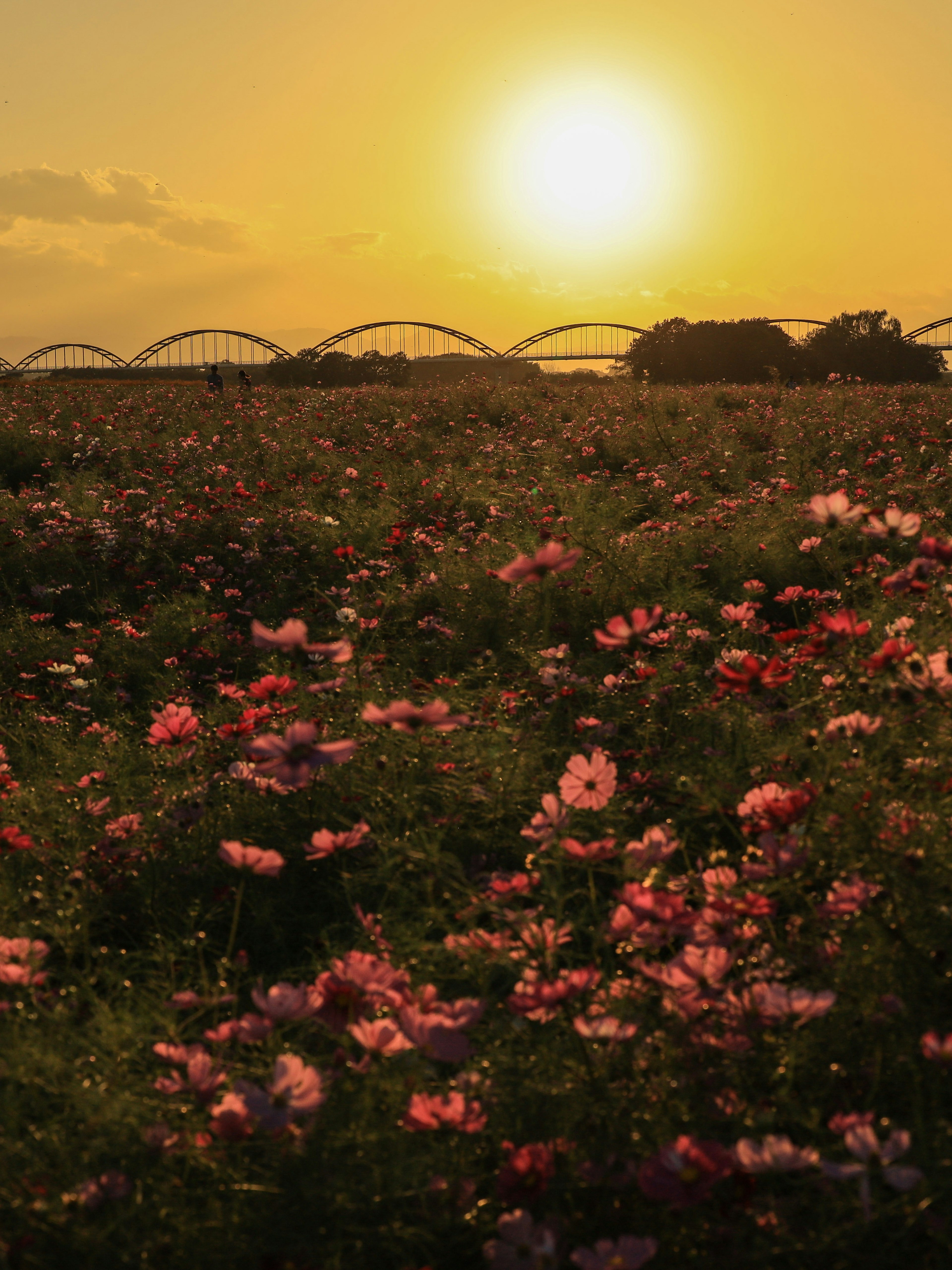 Fiori di cosmo colorati in un campo illuminato dal tramonto