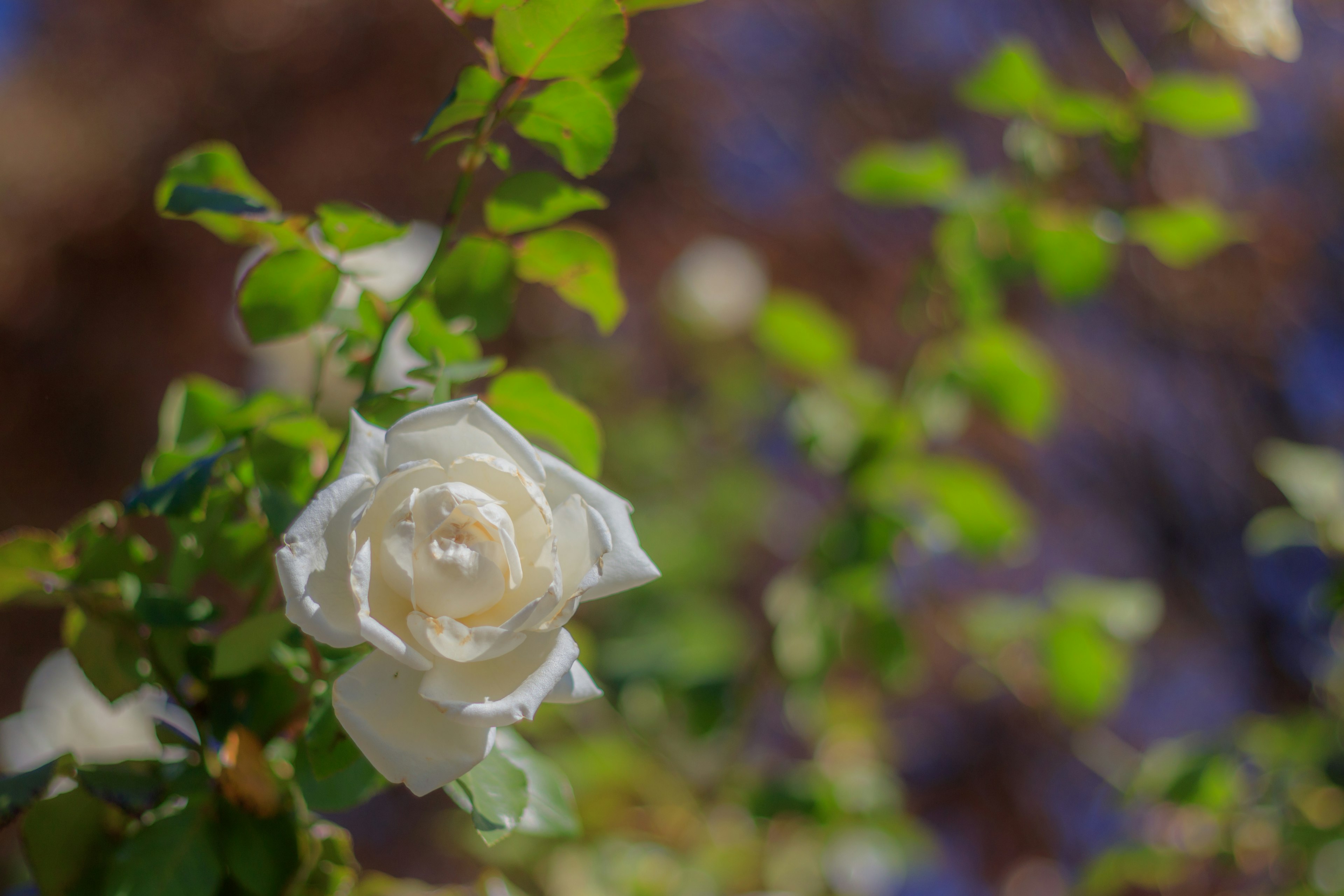 Nahaufnahme einer weißen Rose umgeben von grünen Blättern