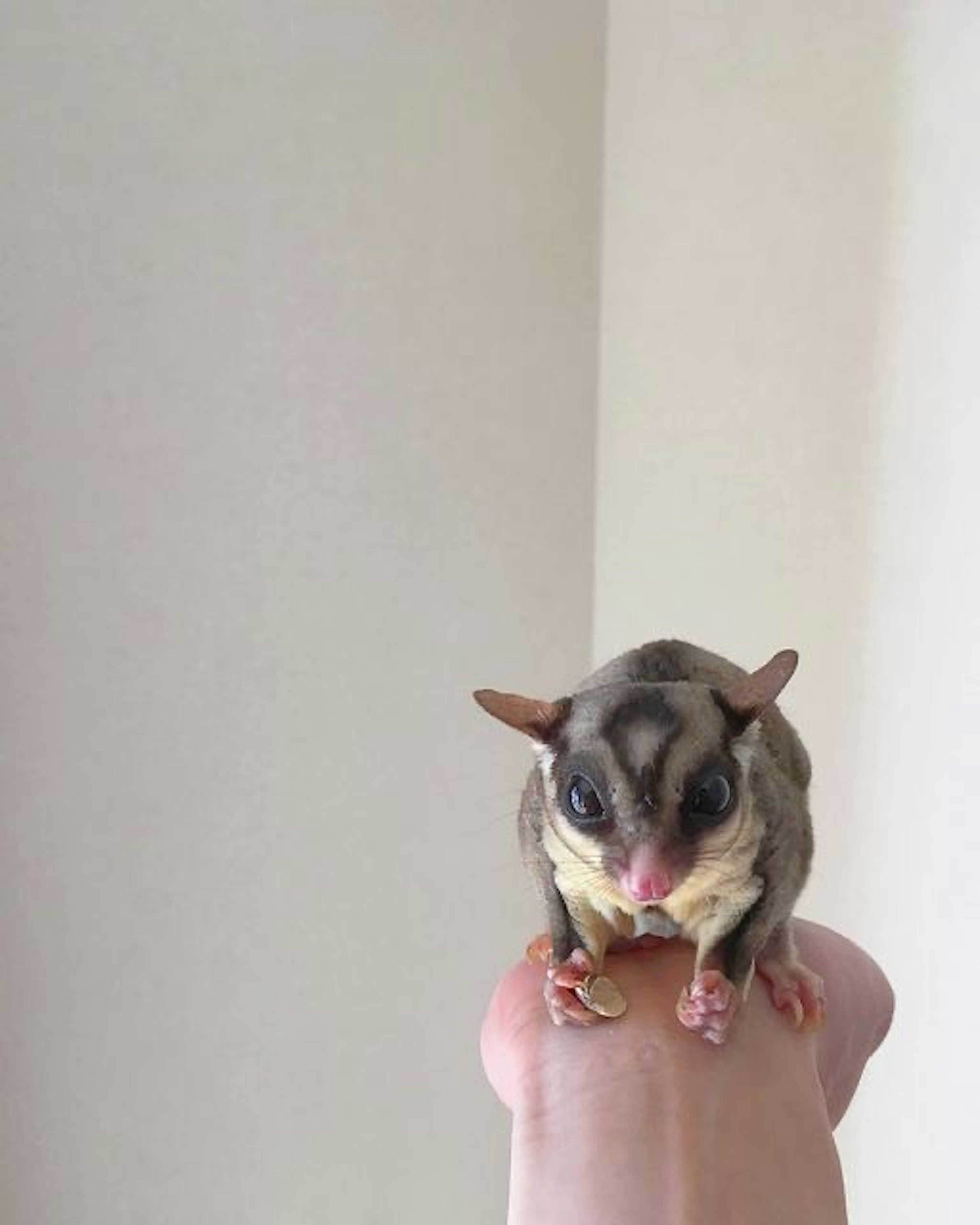 A slim gray sugar glider perched on a finger