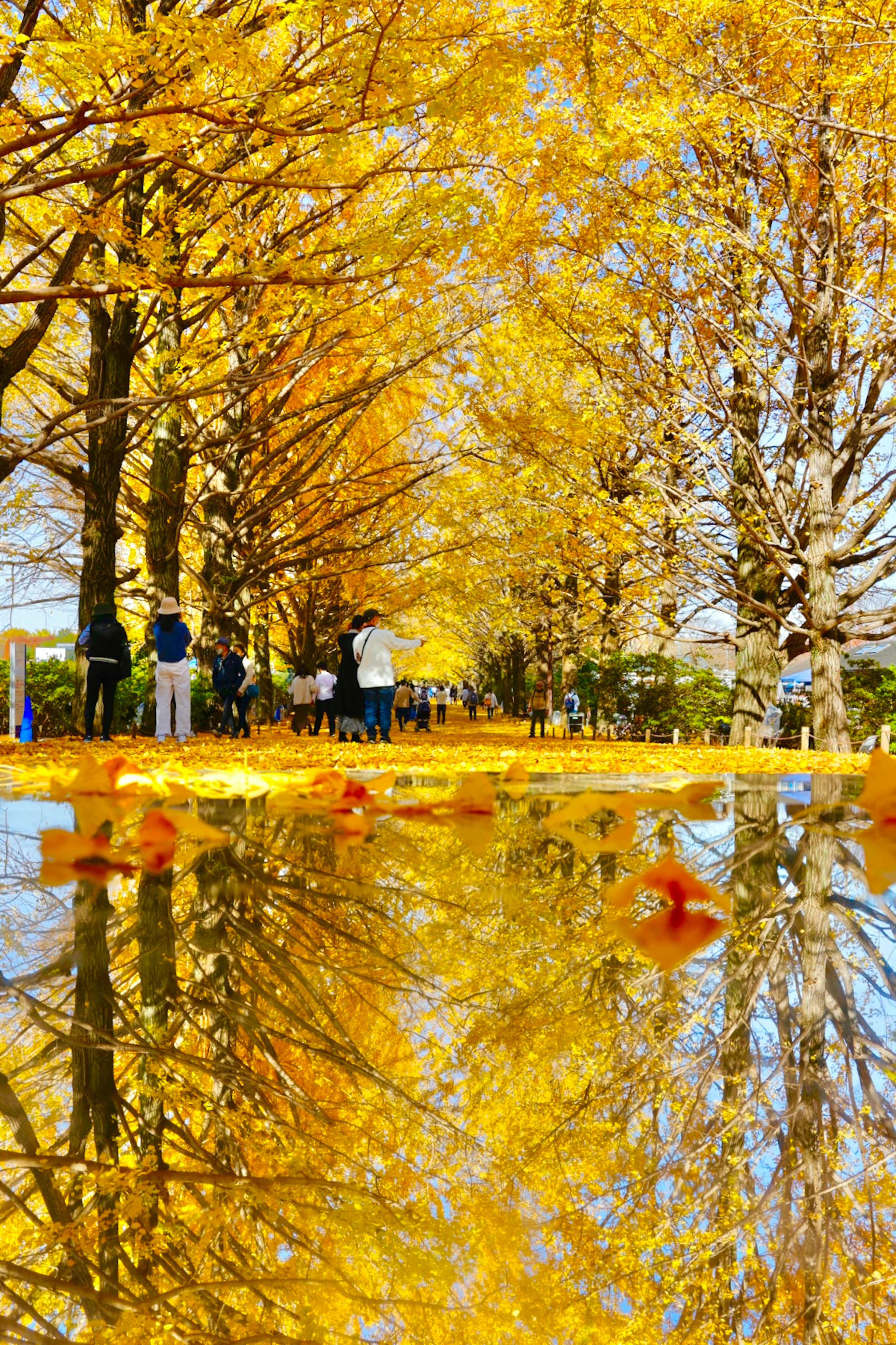 Malerischer herbstlicher Weg gesäumt von gelben Bäumen und Spiegelungen im Wasser