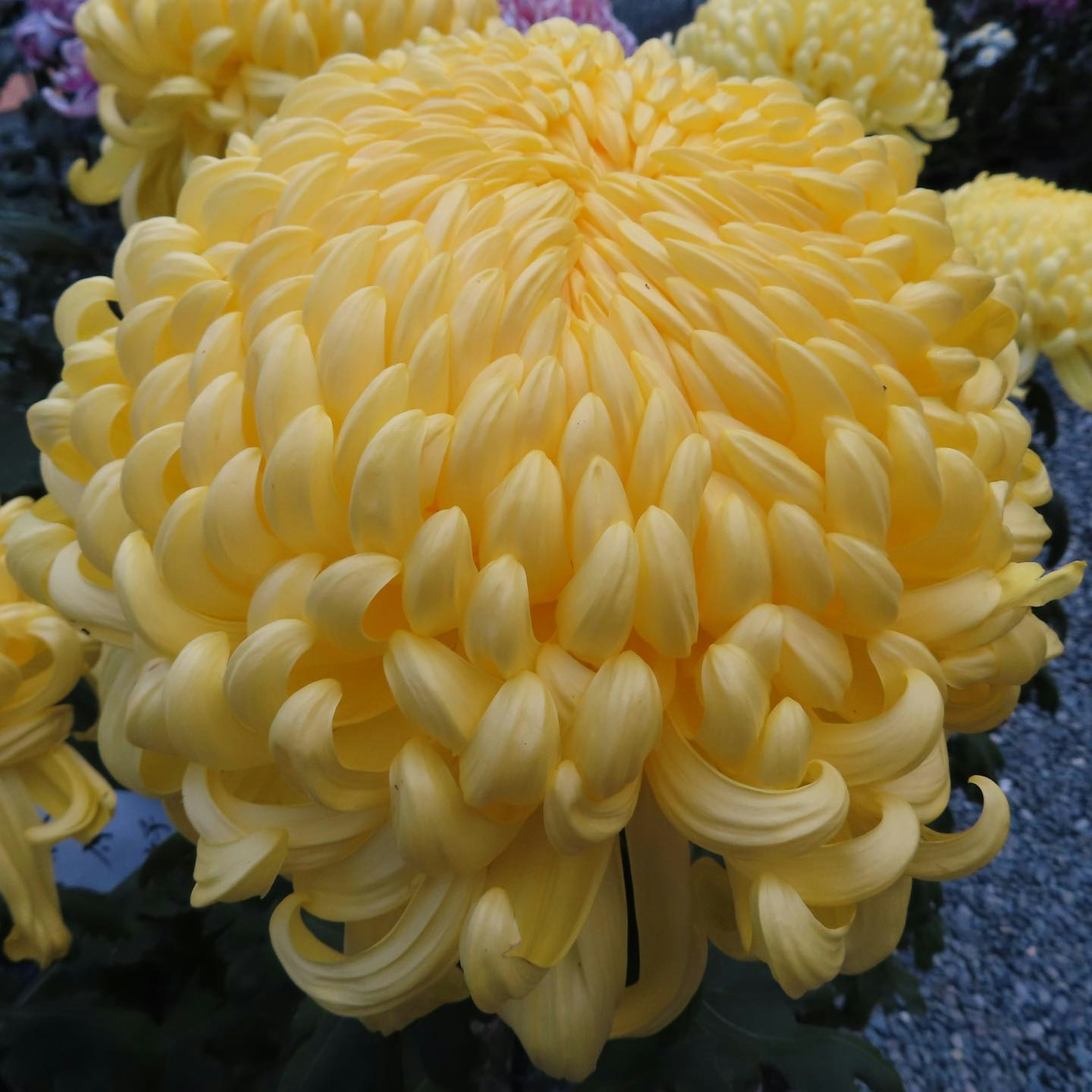 Flor de crisantemo amarillo vibrante en plena floración con formas de pétalos únicas