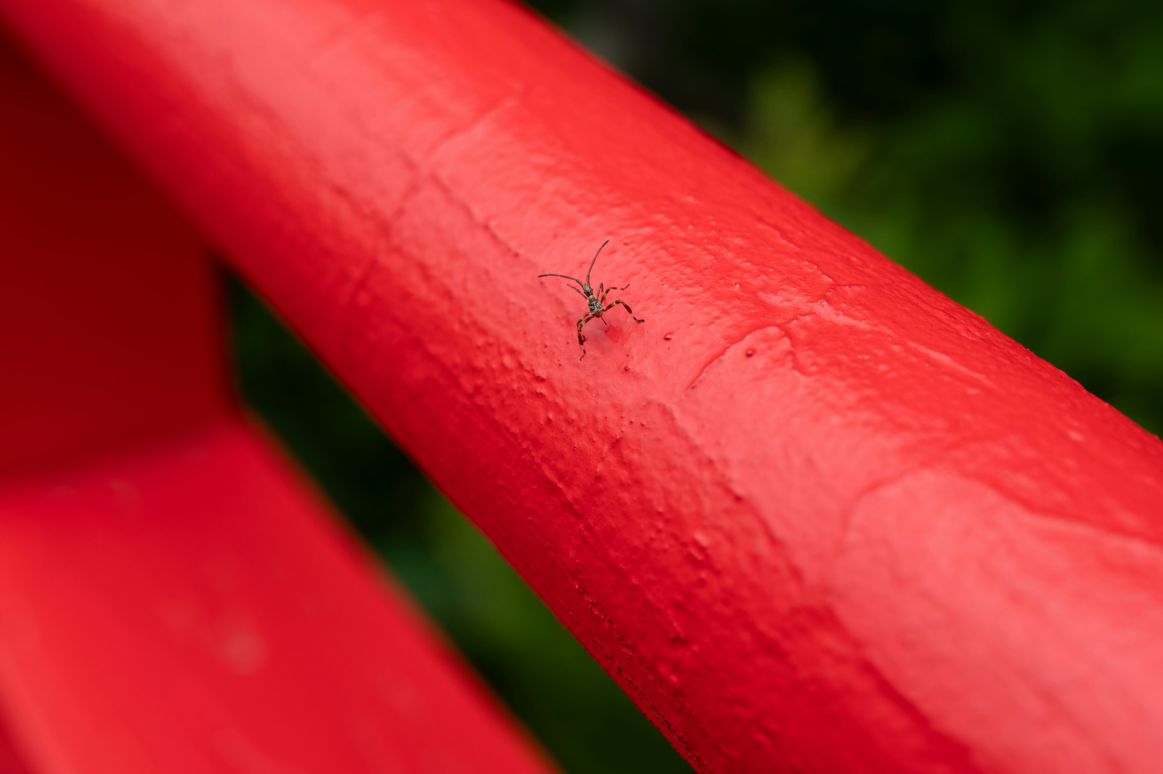 Primer plano de un pequeño insecto en una barandilla de madera roja