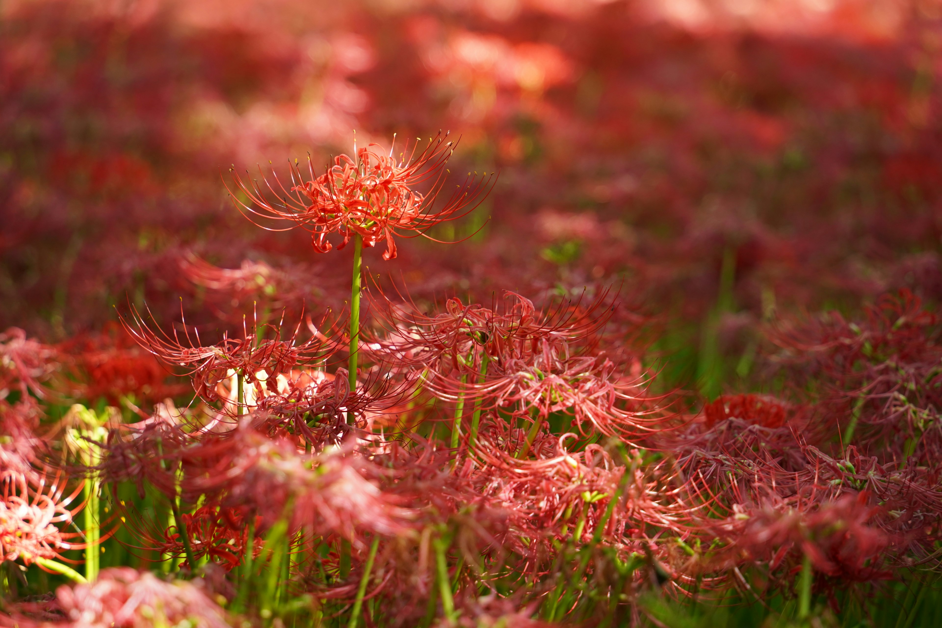 赤い彼岸花の群生の中に一本の花が立っている