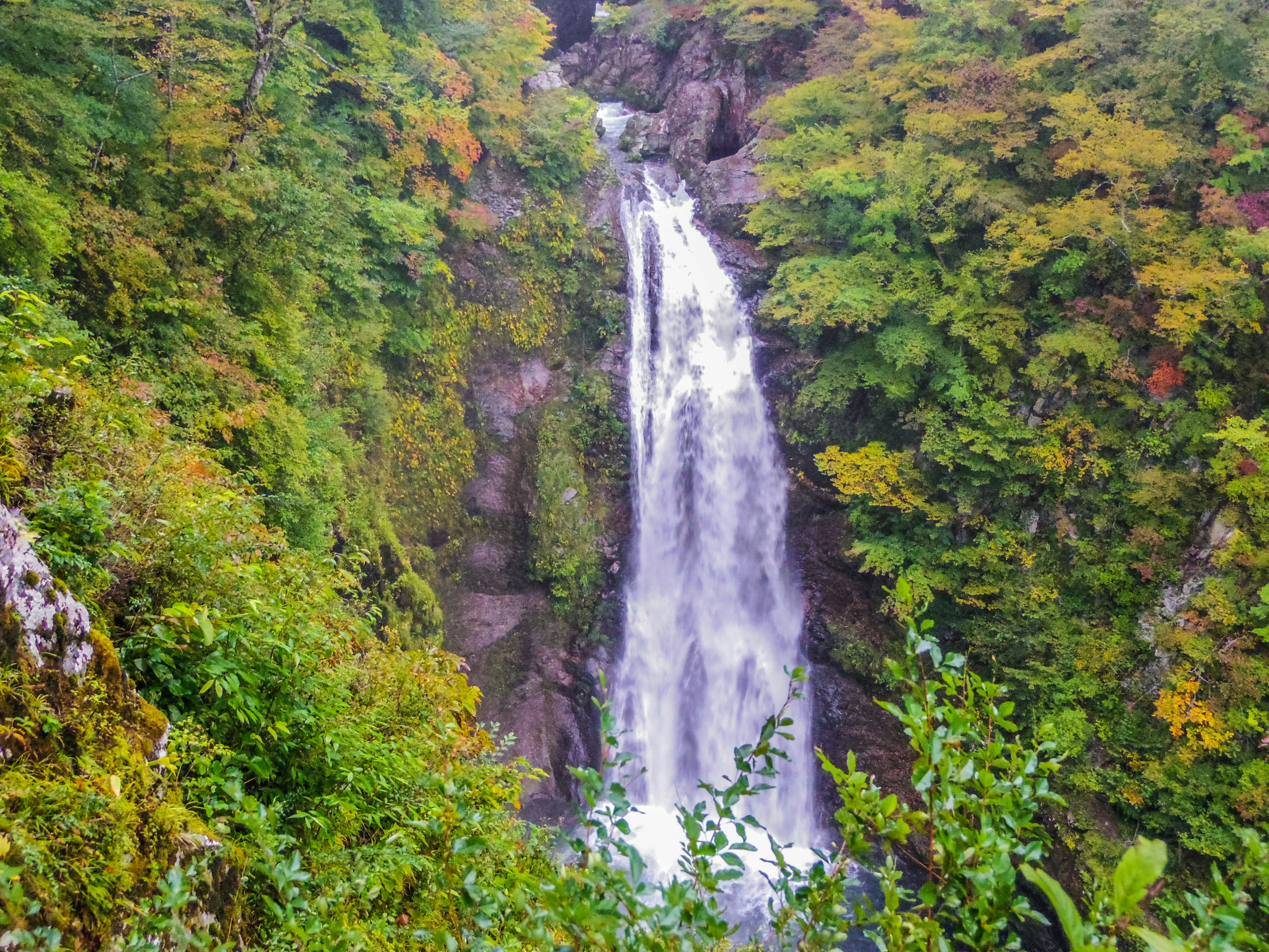 Una hermosa cascada que cae a través de un bosque verde