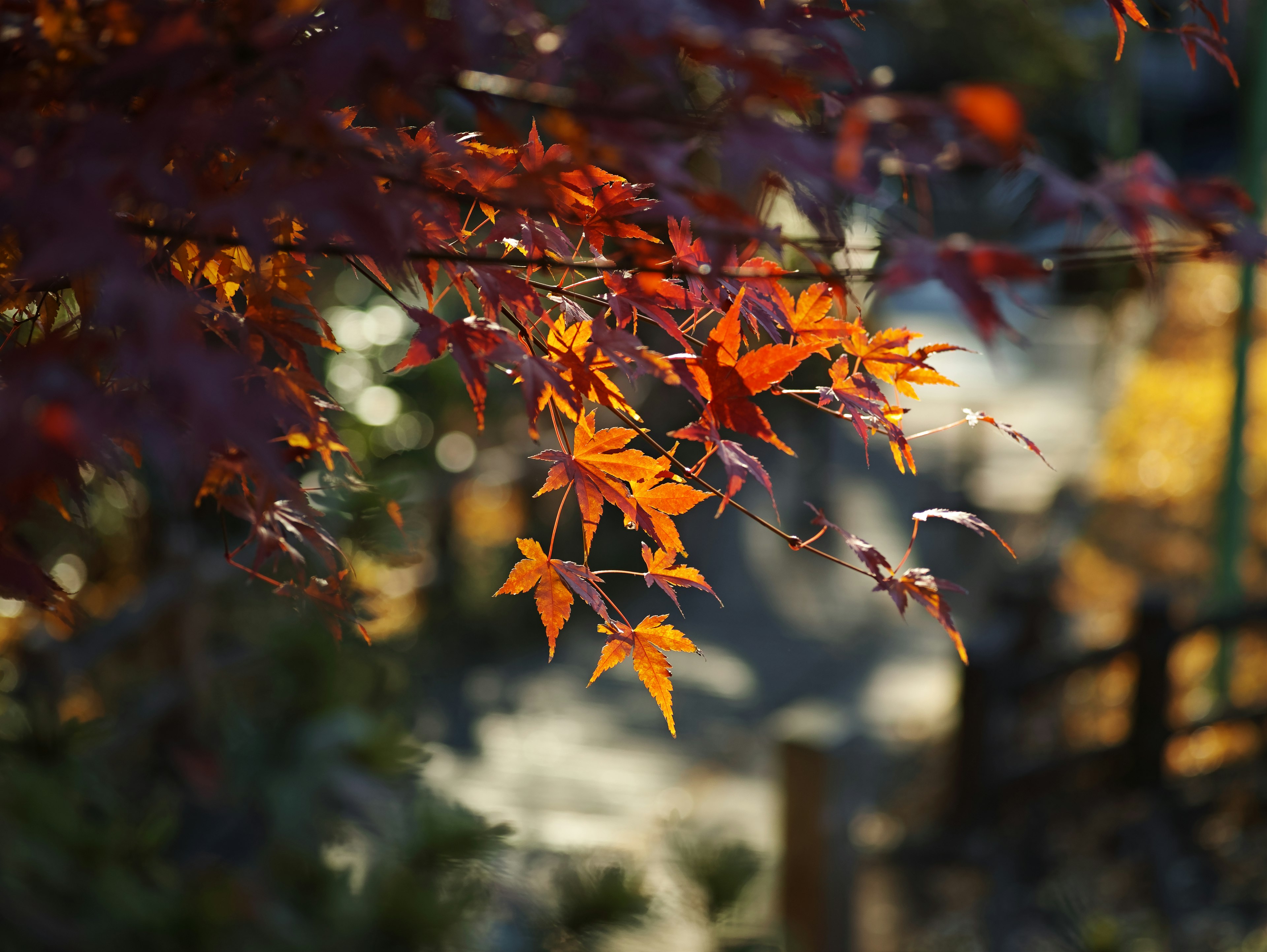 秋の紅葉が美しい風景の一部