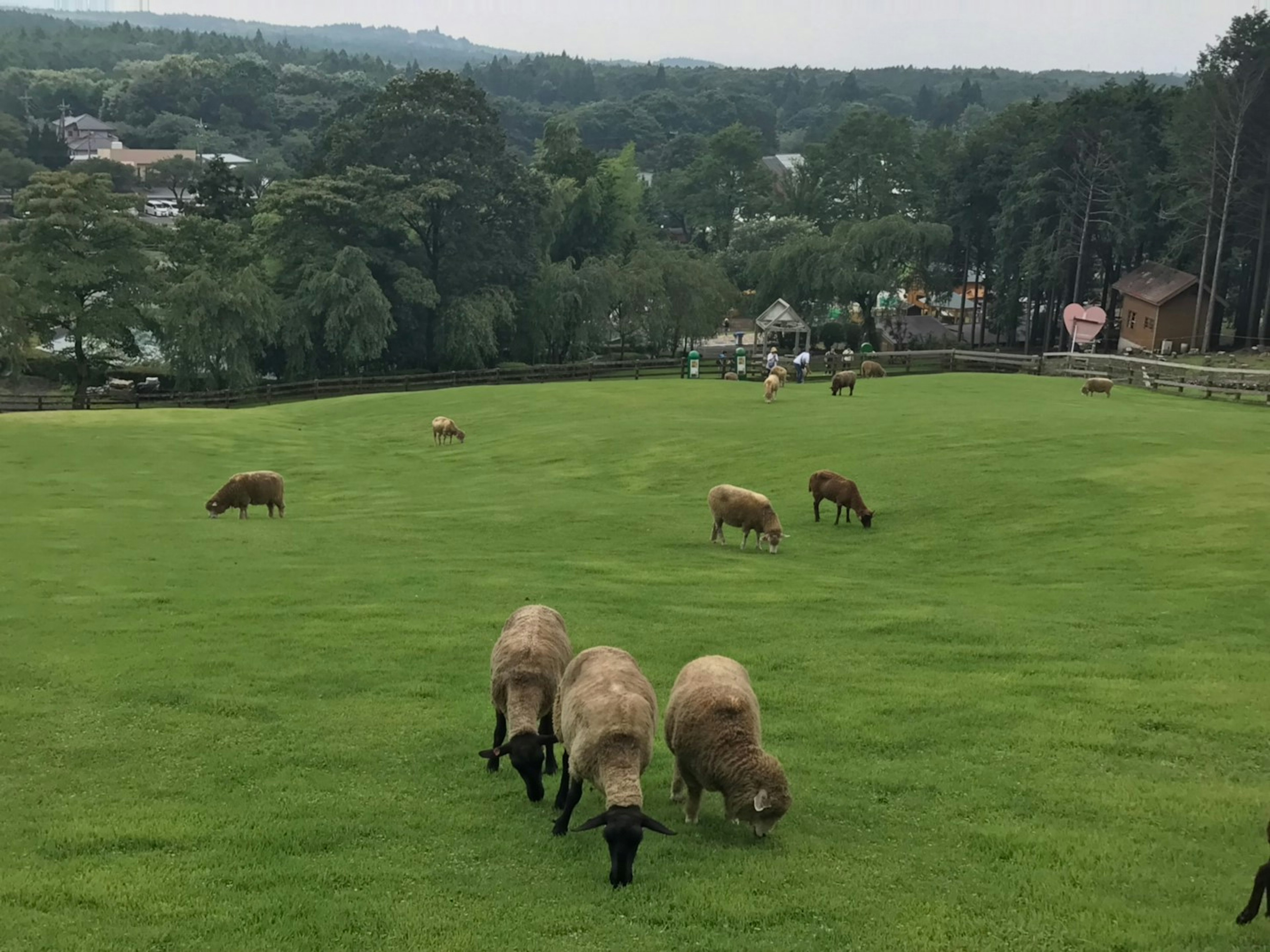 A flock of sheep grazing on a green meadow with distant hills