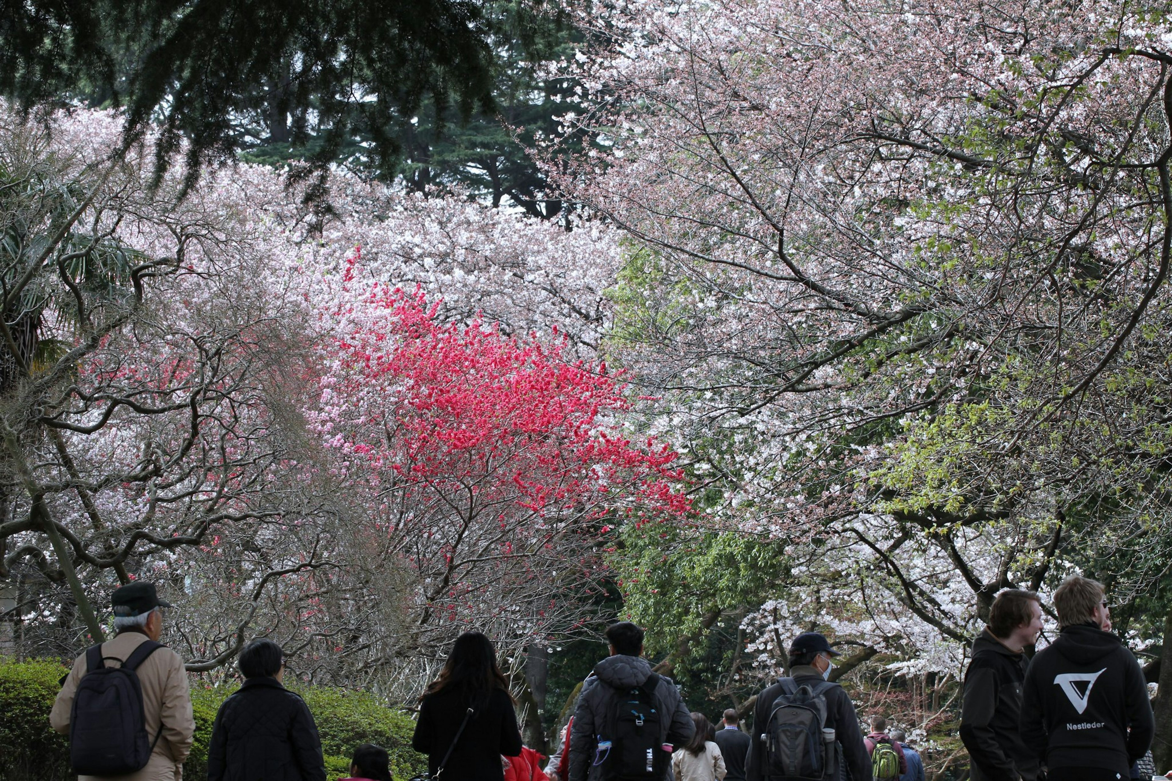 Persone che camminano lungo un sentiero fiancheggiato da alberi di ciliegio in fiore