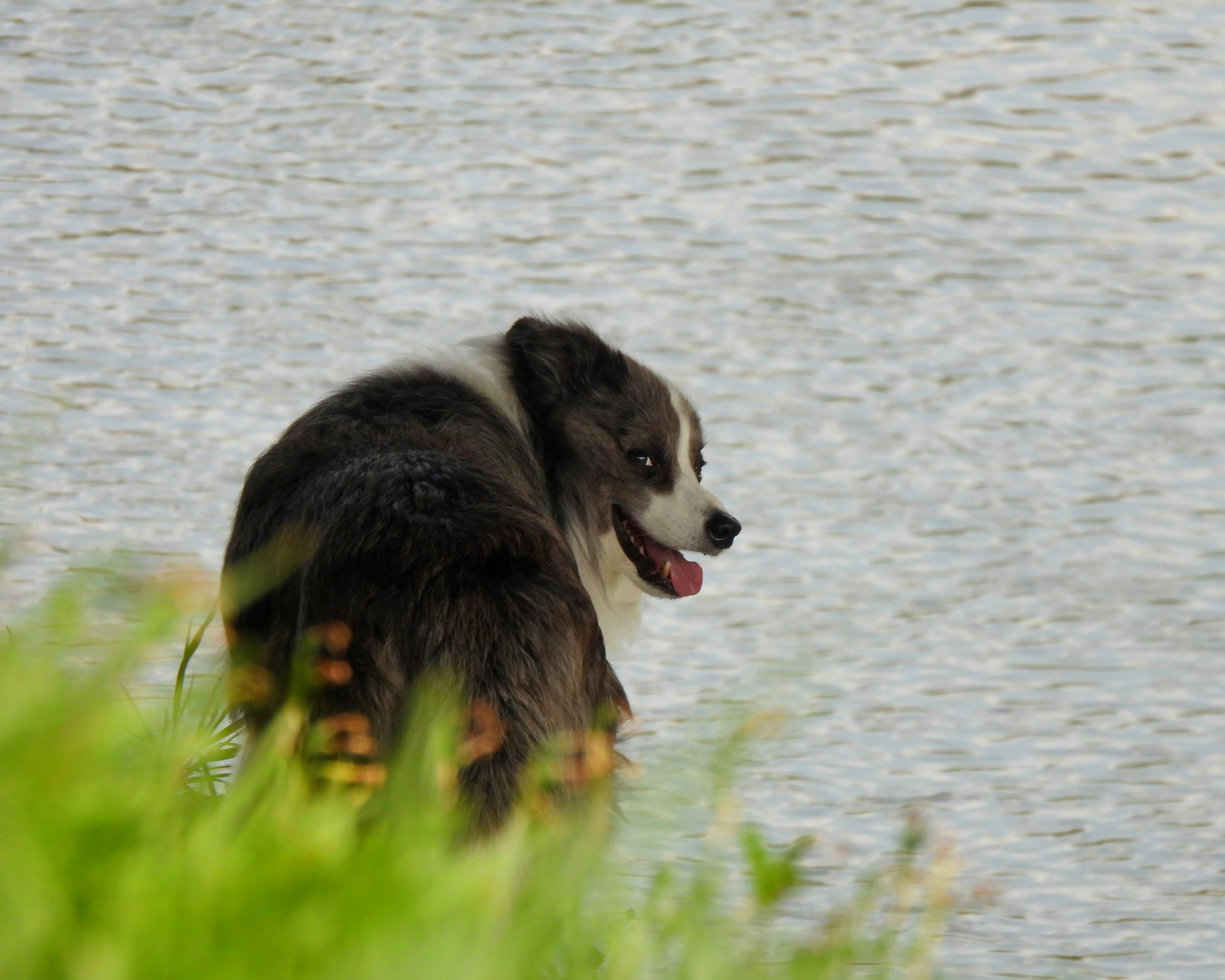 A dog looking back near the water's edge