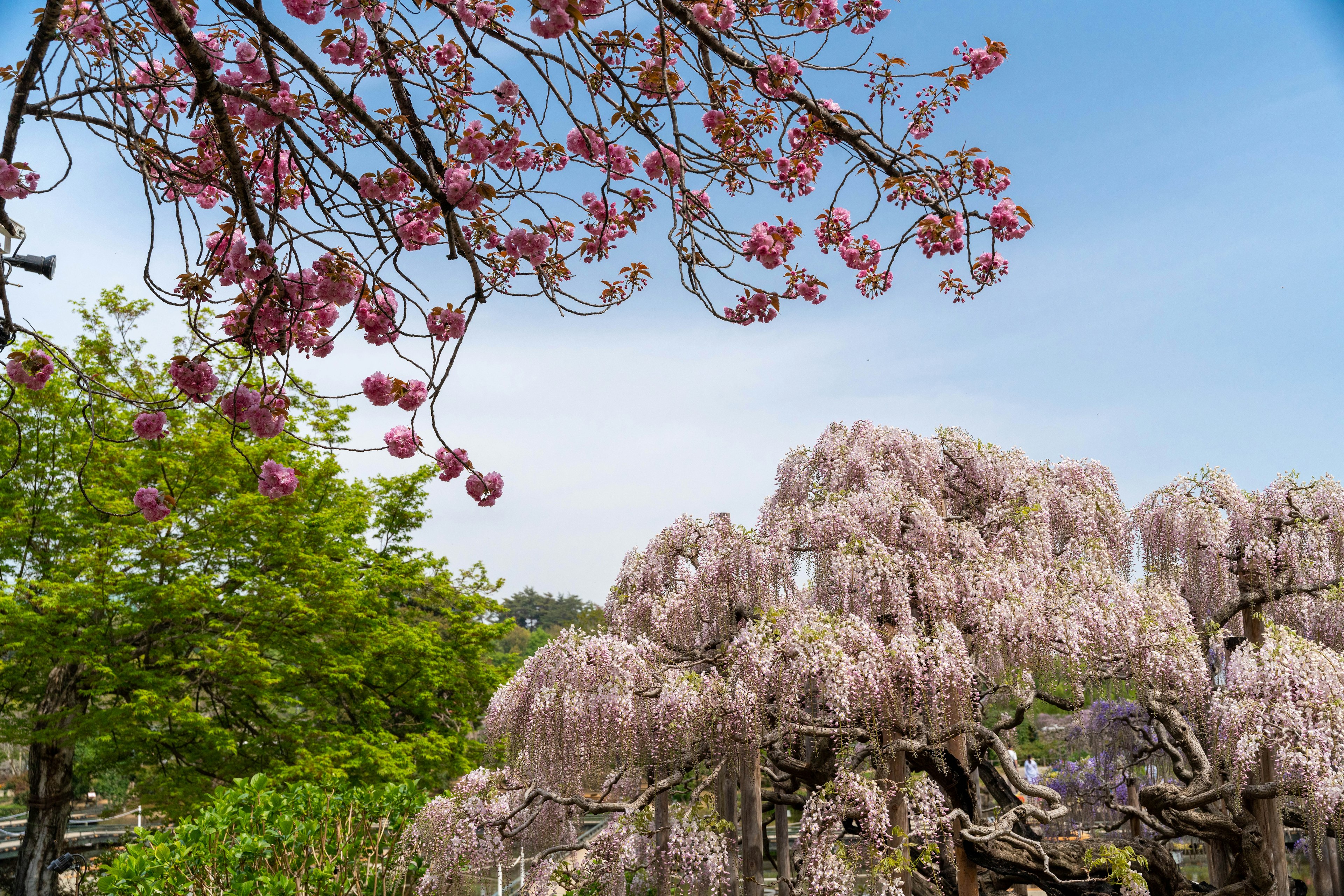 Landscape featuring flowering trees with pink and purple blossoms under a clear blue sky