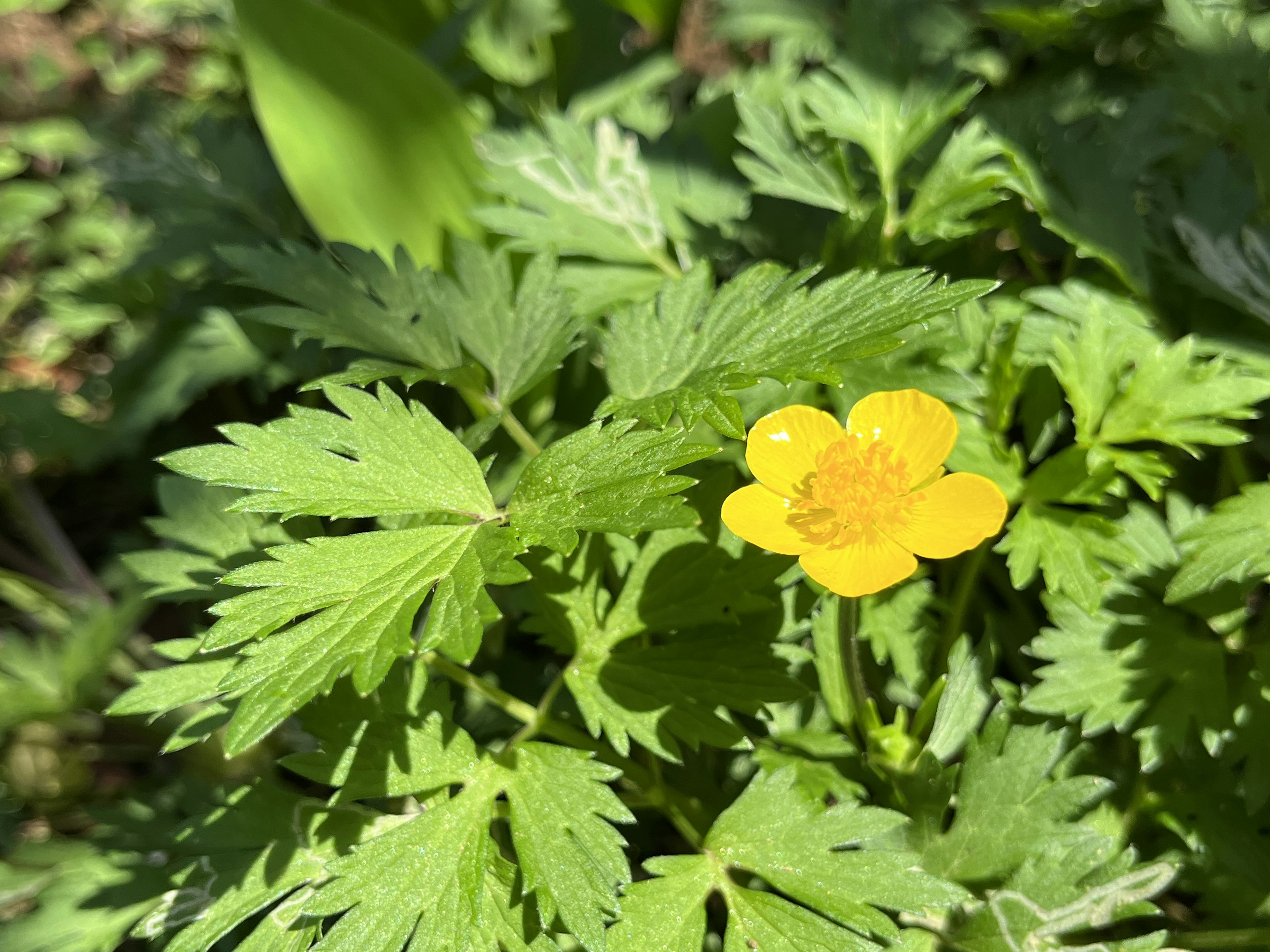 Yellow flower blooming among green leaves with distinctive features