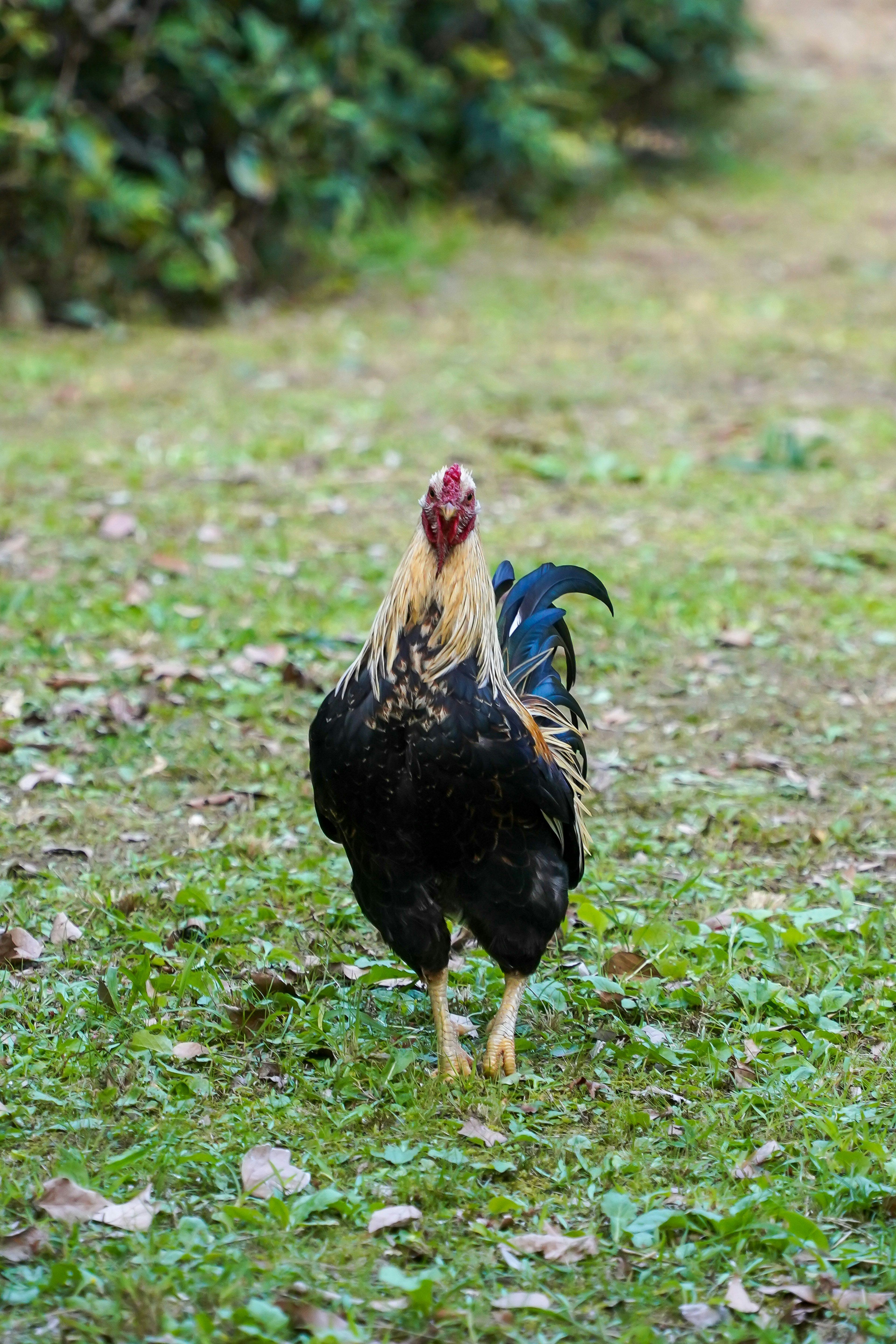 Un poulet noir distinctif marchant sur l'herbe