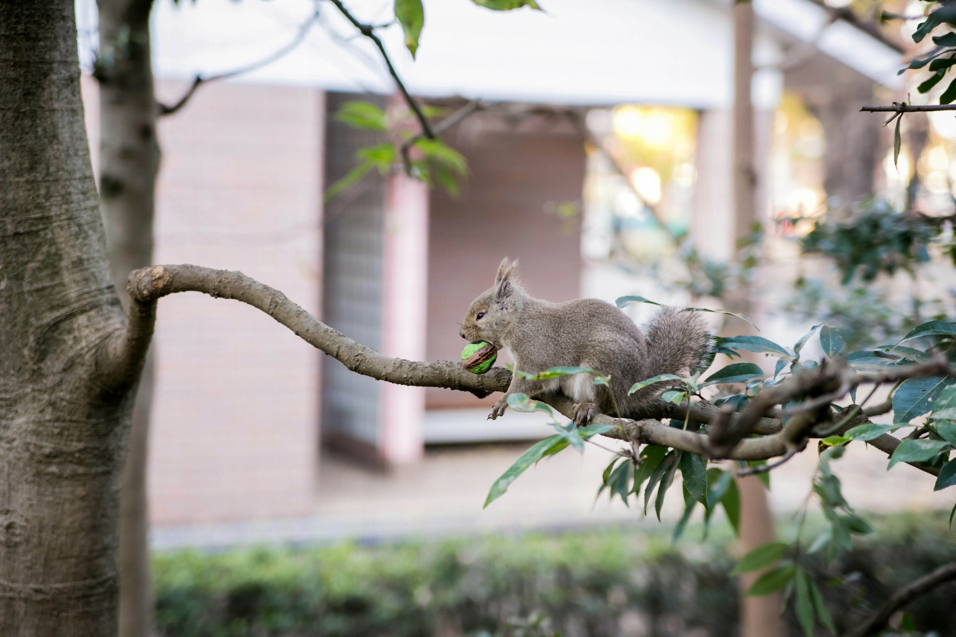 Eichhörnchen ruht auf einem Baumzweig umgeben von grünen Blättern