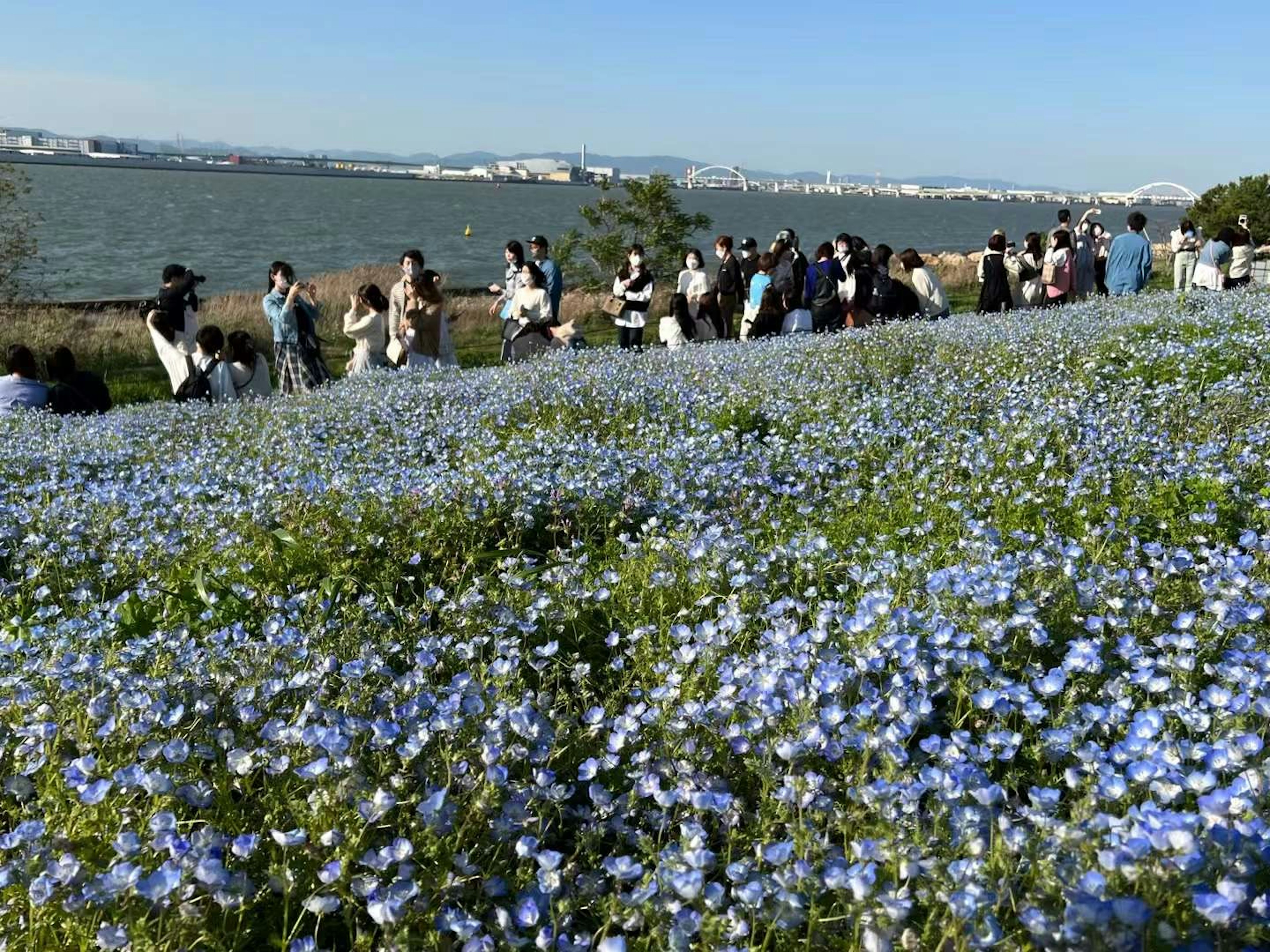 人们在山丘上欣赏蓝色花朵的美景