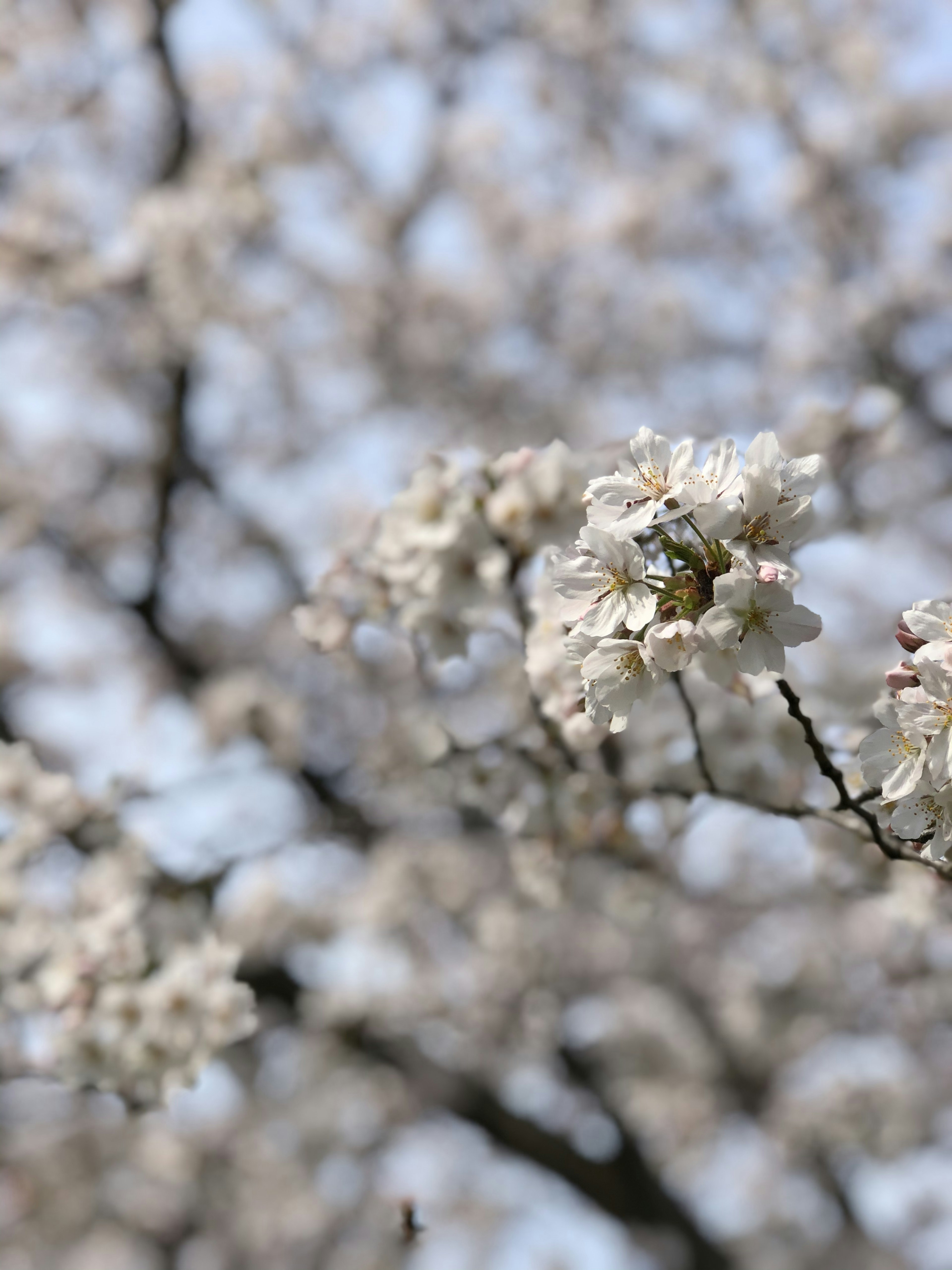 桜の花が咲いている枝のクローズアップ