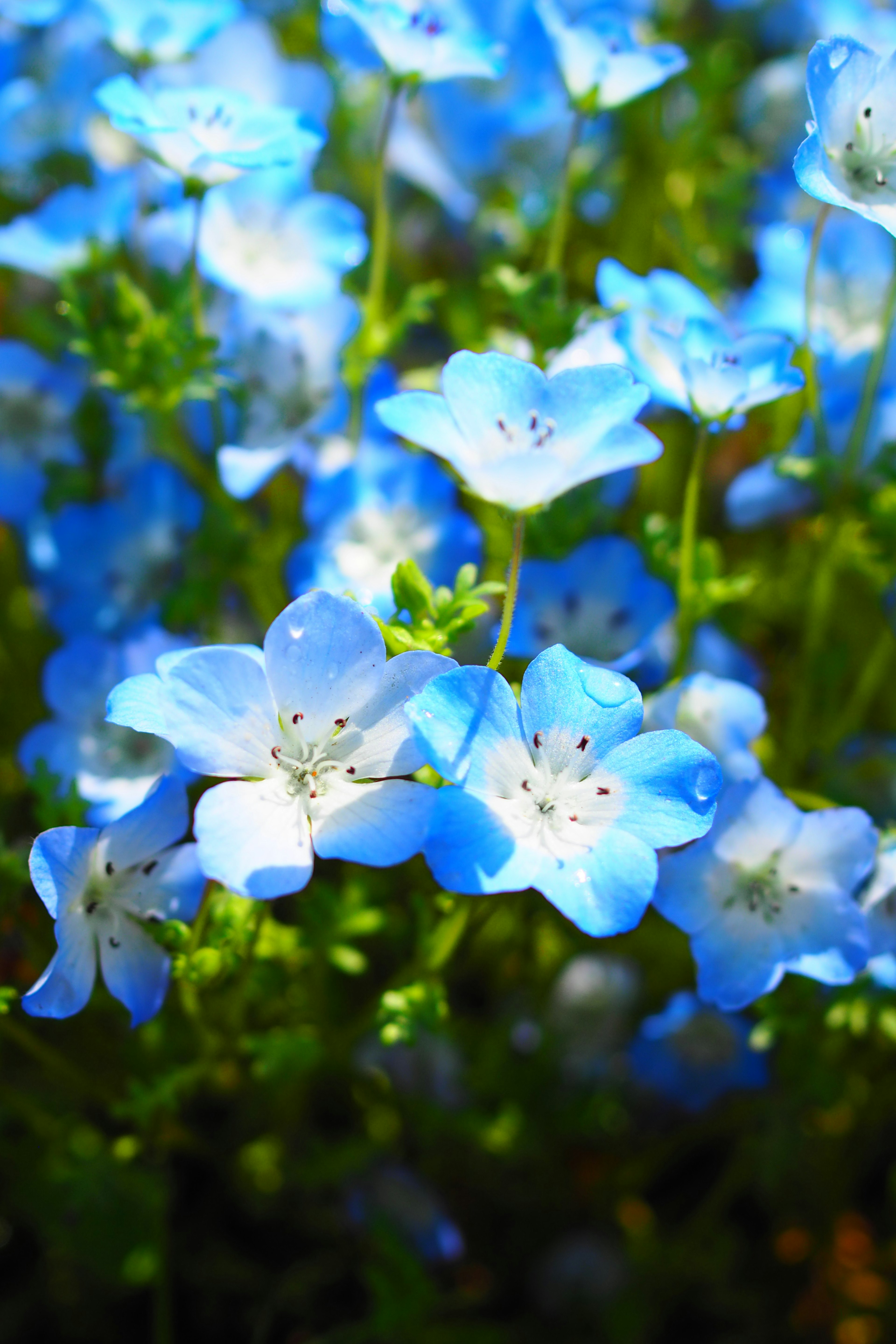 Una vivace esposizione di fiori blu in piena fioritura