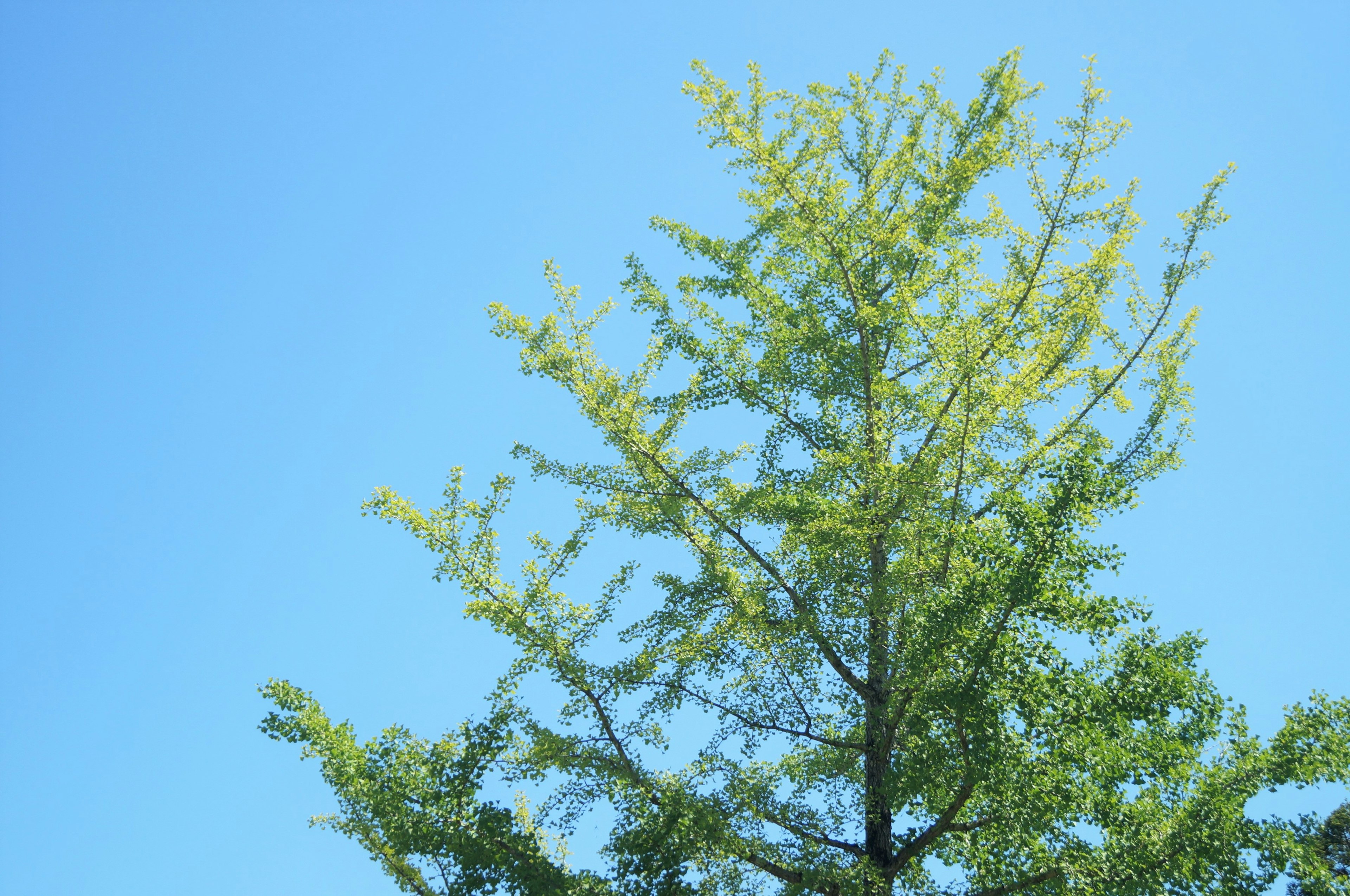 Spitze eines grünen Baumes vor einem blauen Himmel