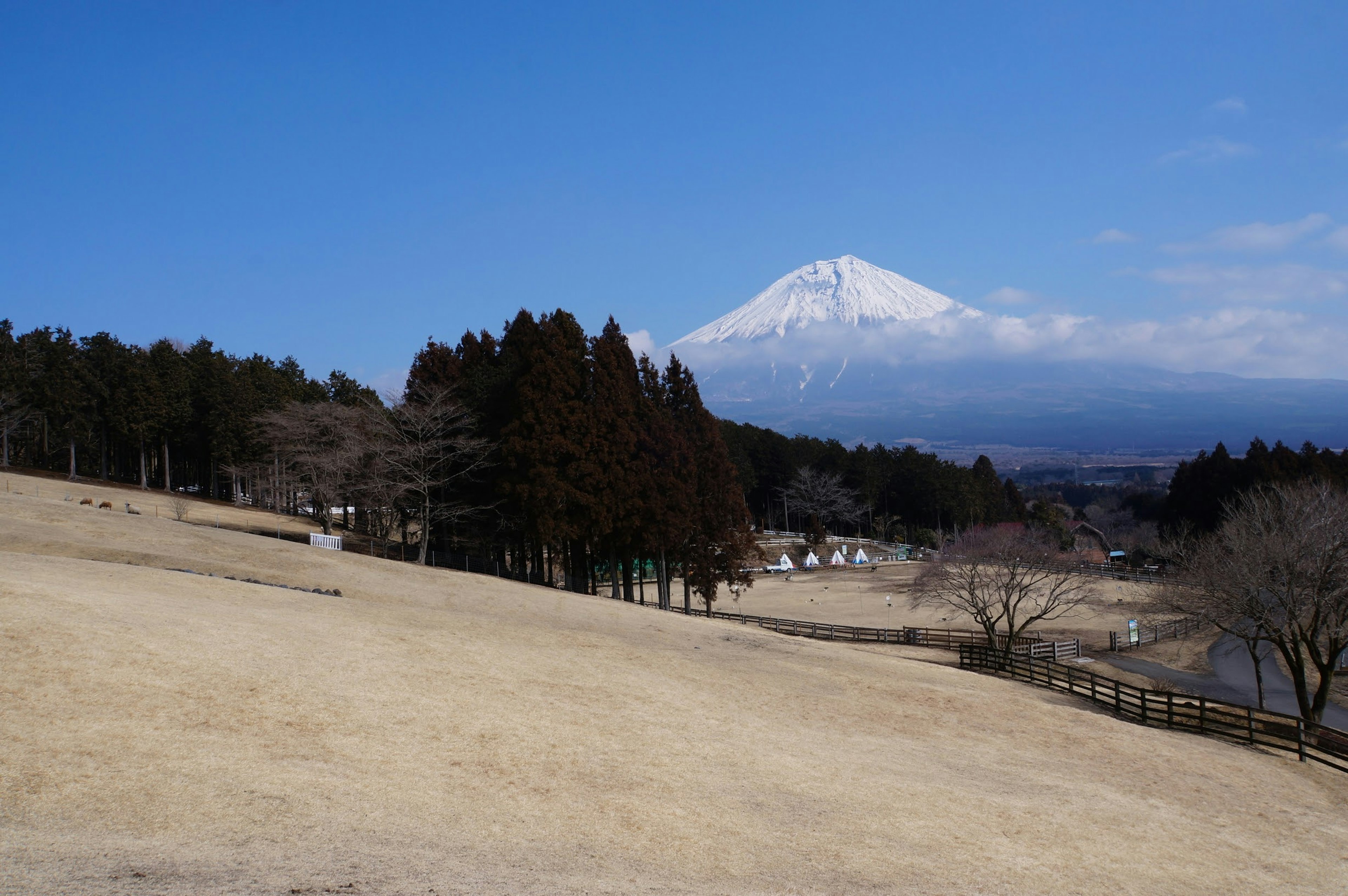 晴天的富士山风景 周围环绕着草地和树木