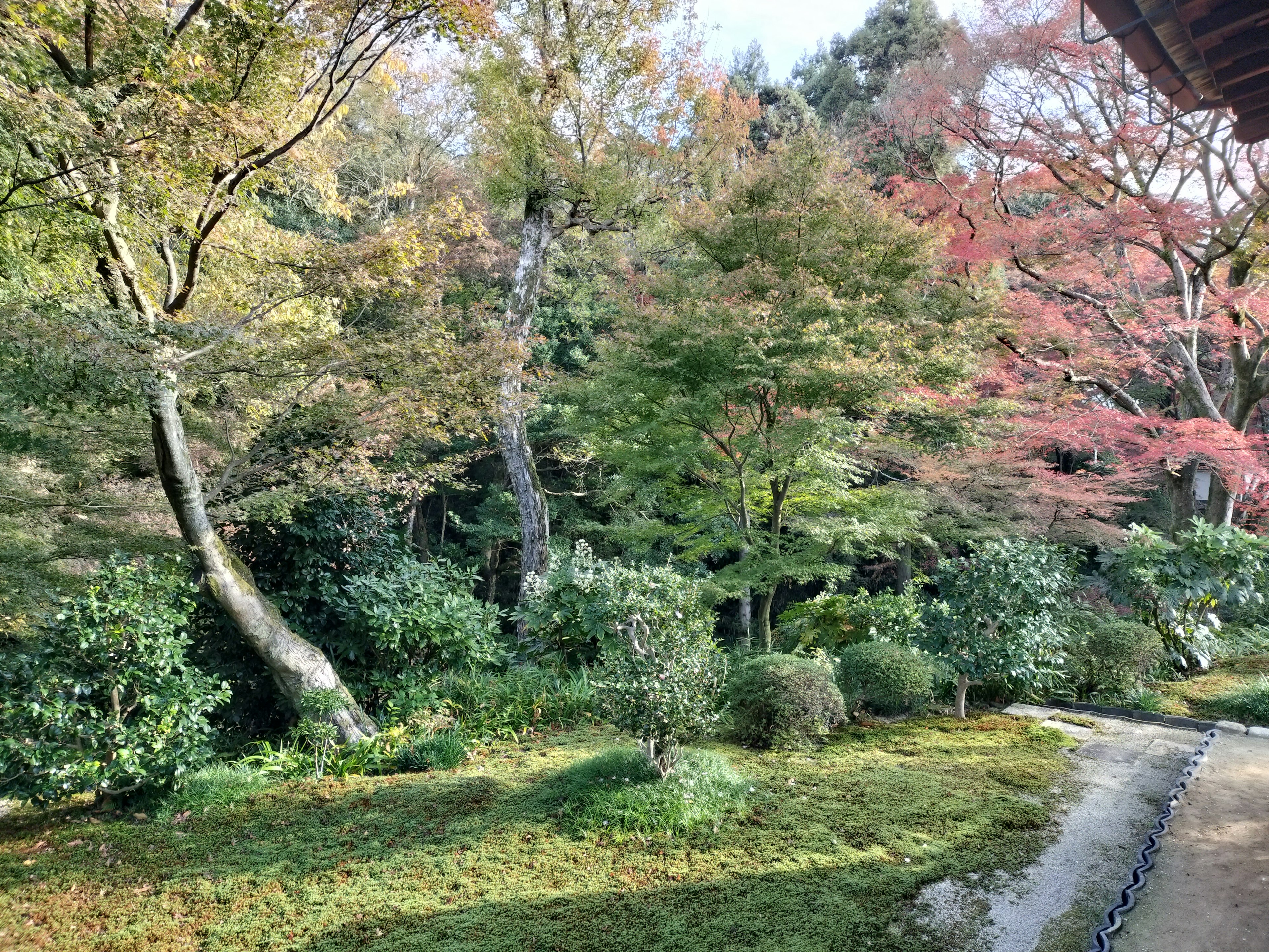 美しい庭園の風景 様々な色の木々が並び緑と紅葉のコントラスト