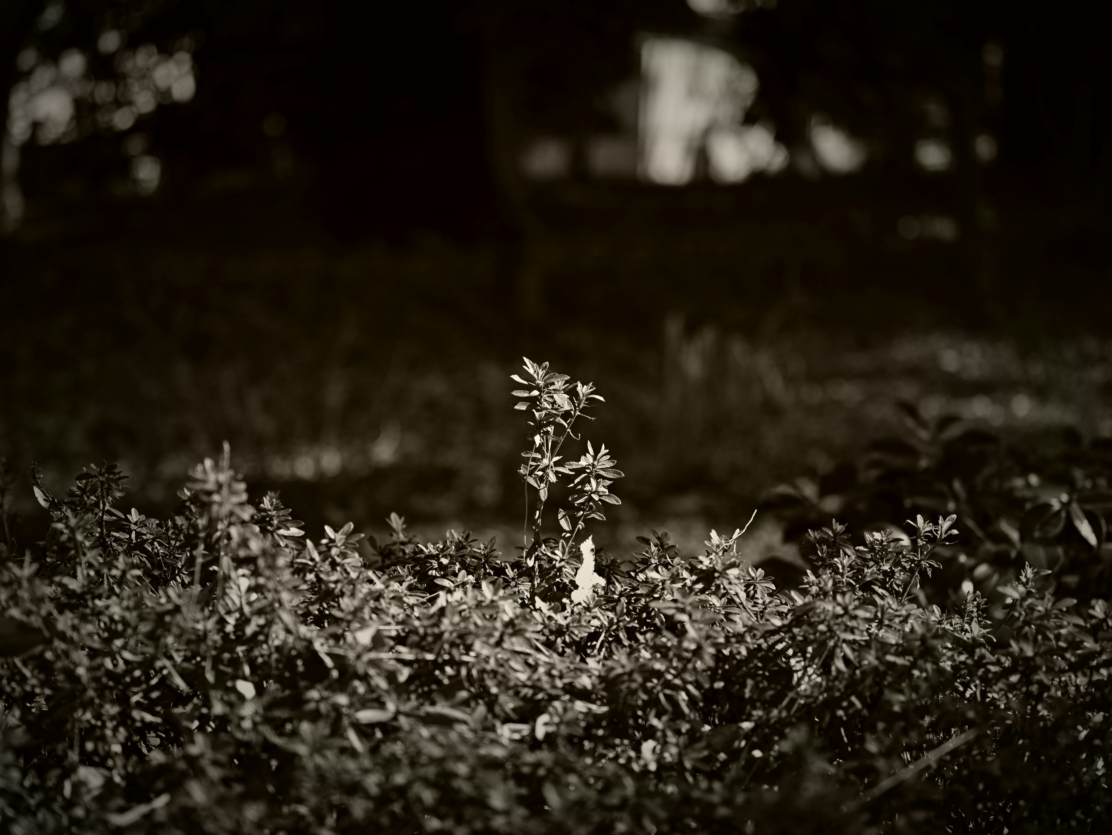 Une petite plante poussant sur un fond sombre