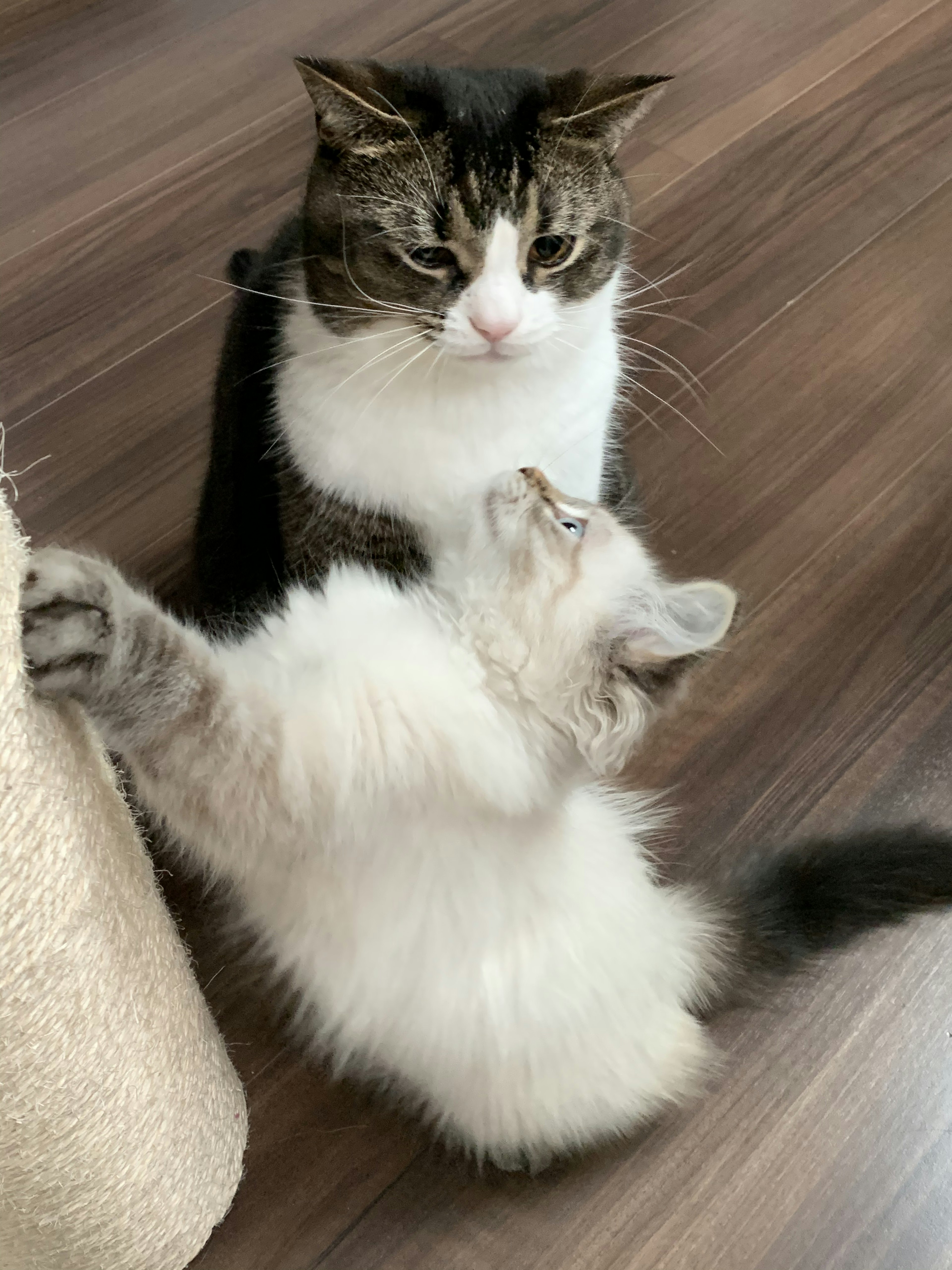 Two cats interacting one looking serious and the other playful with a scratching post