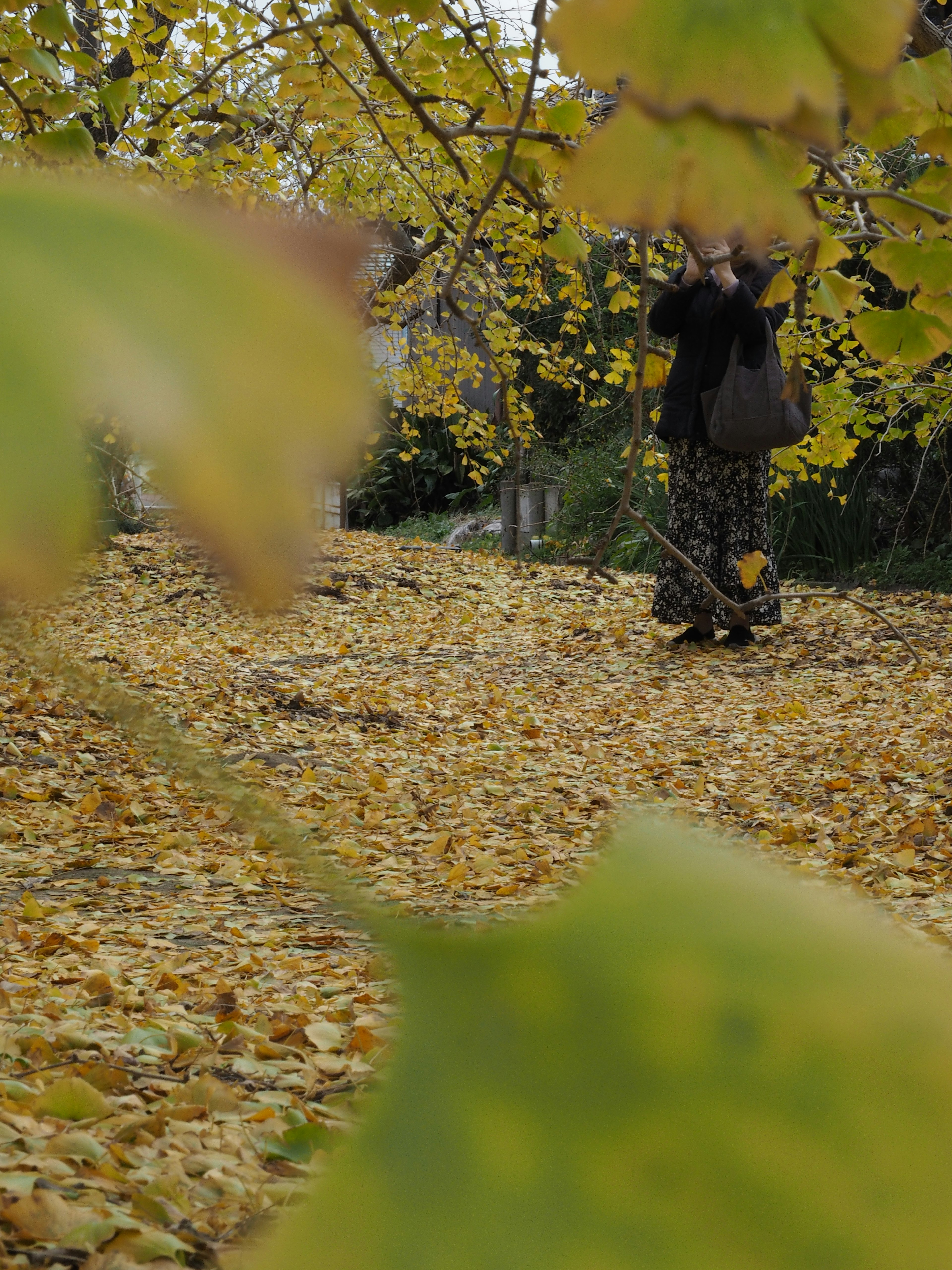 Une personne marchant sur un chemin recouvert de feuilles d'automne et entourée de feuillage jaune