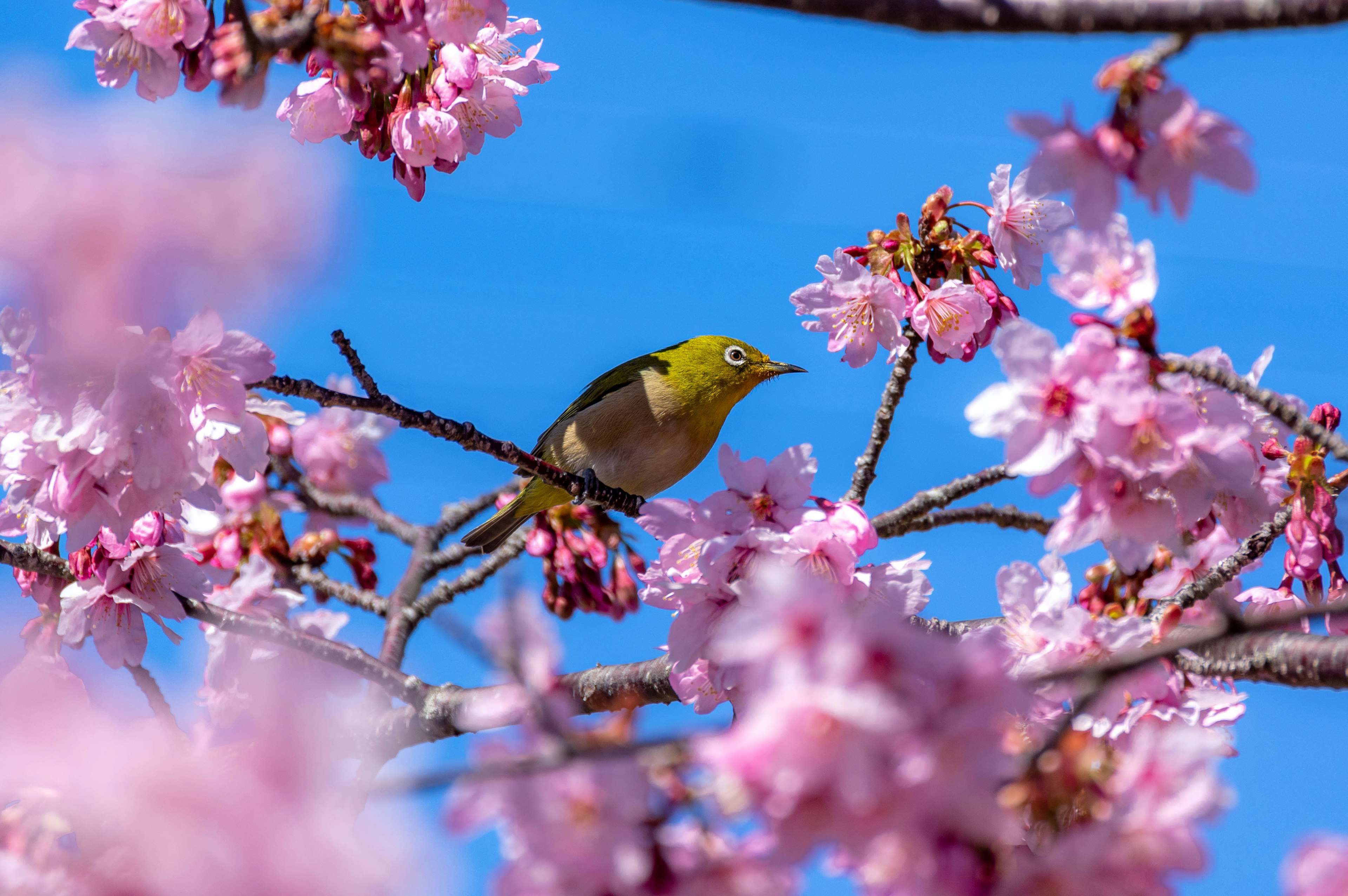 Seekor burung kecil bertengger di pohon bunga sakura dengan latar belakang langit biru