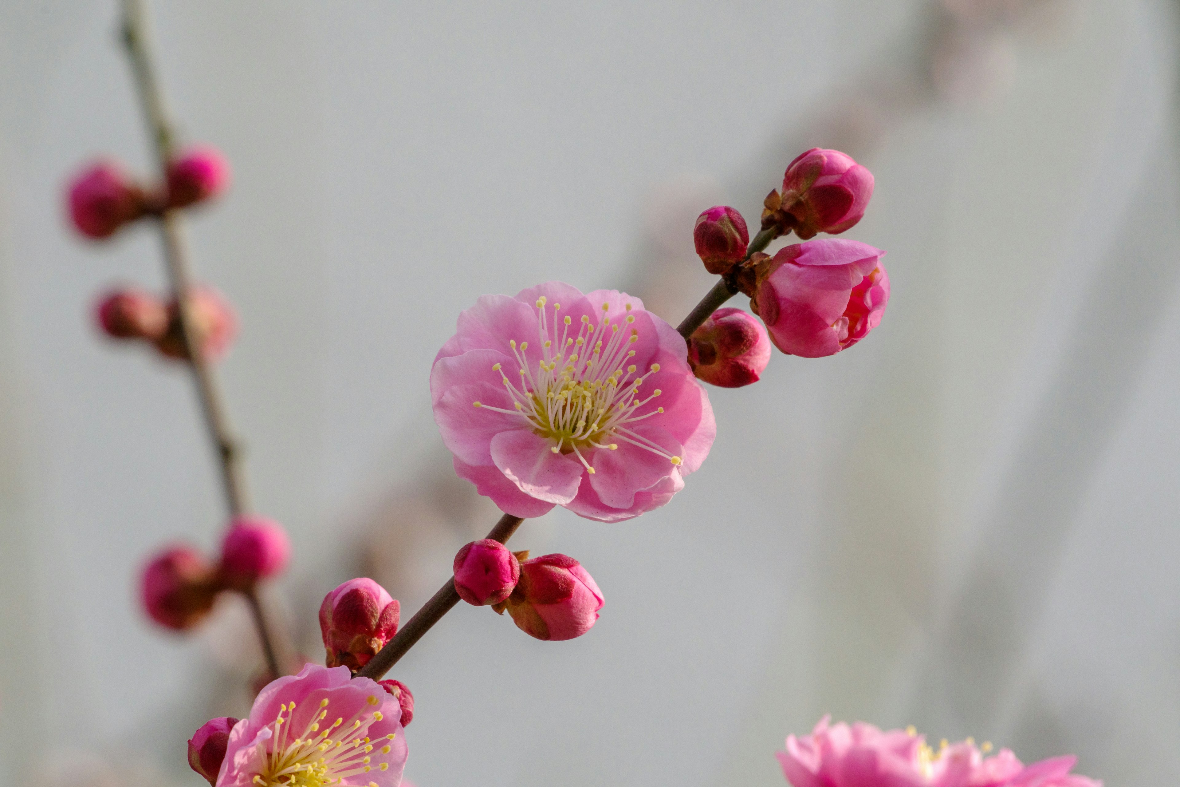 Flores de ciruelo rosadas en una rama con botones