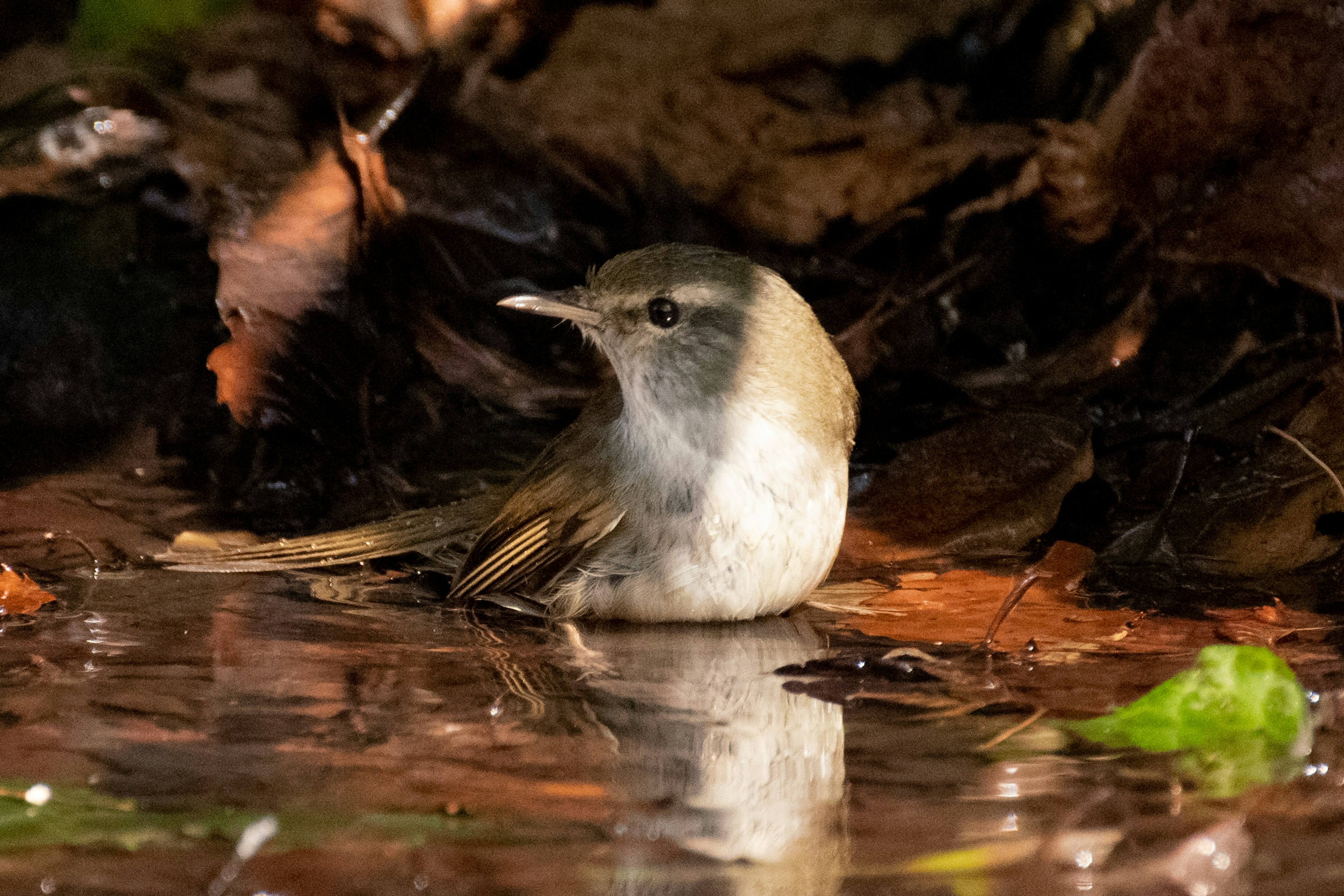 A small bird sitting by the water with surrounding leaves