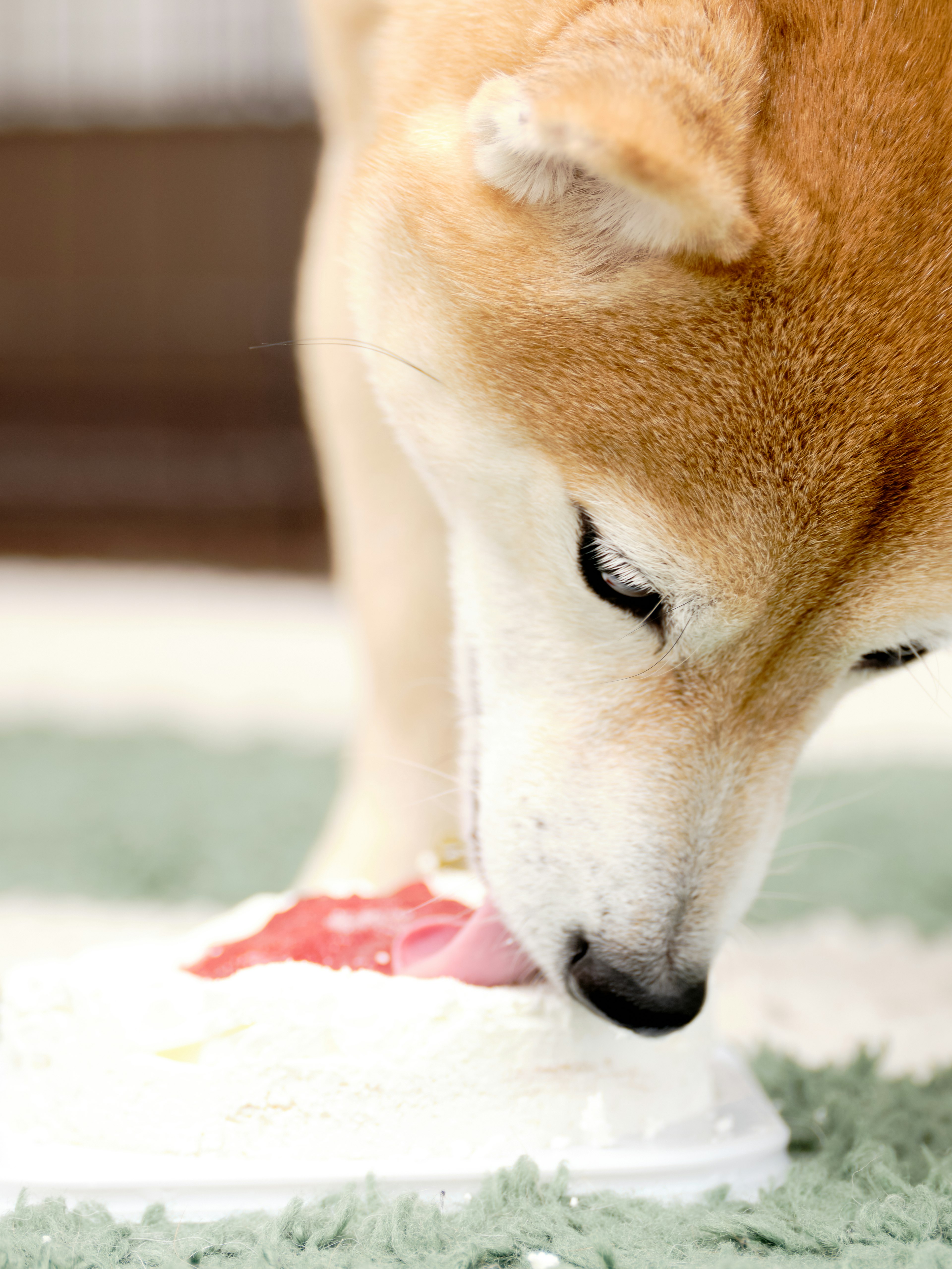 Shiba Inu léchant de la nourriture sur une assiette