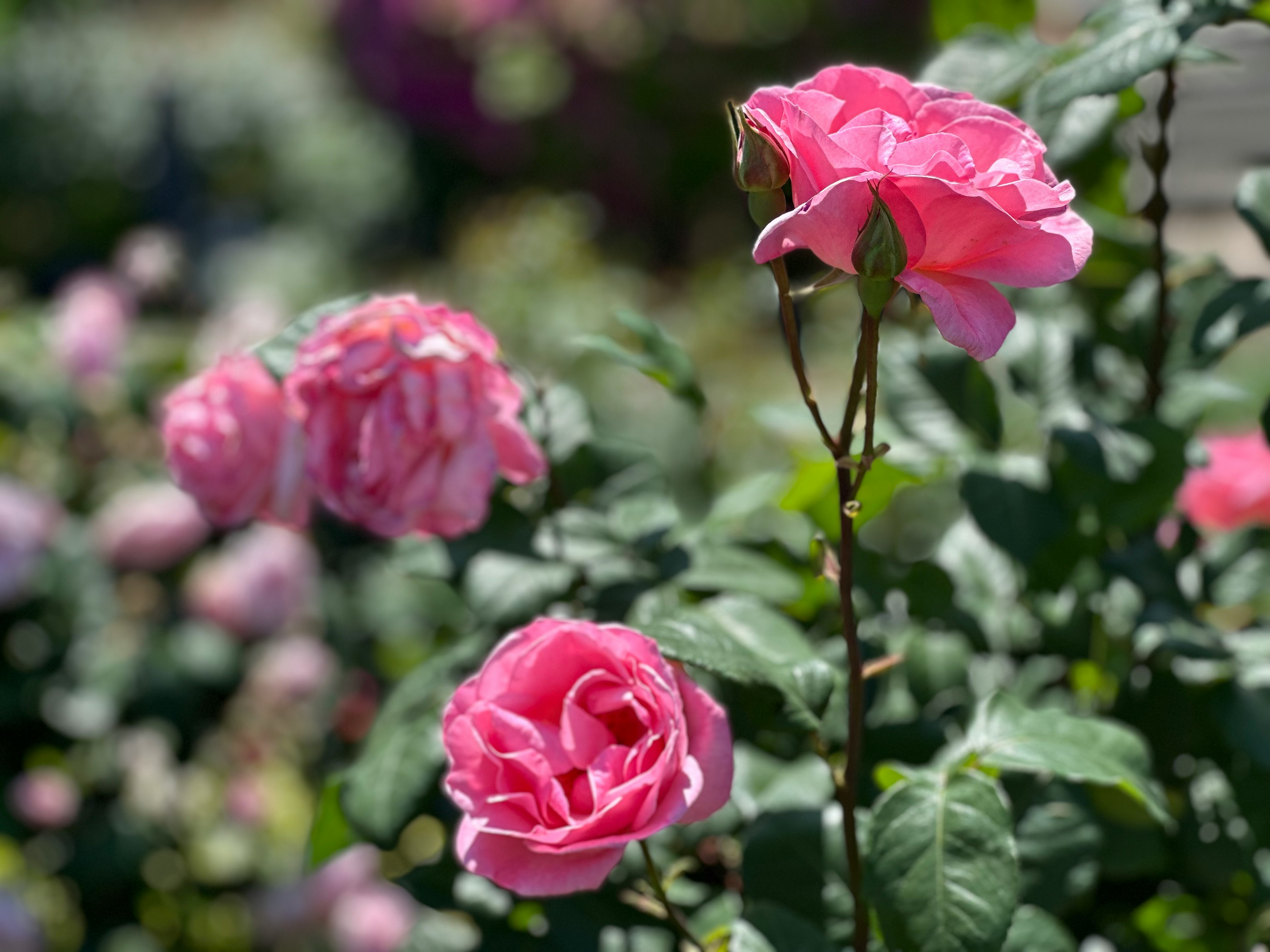 Vibrant pink roses blooming in a garden setting